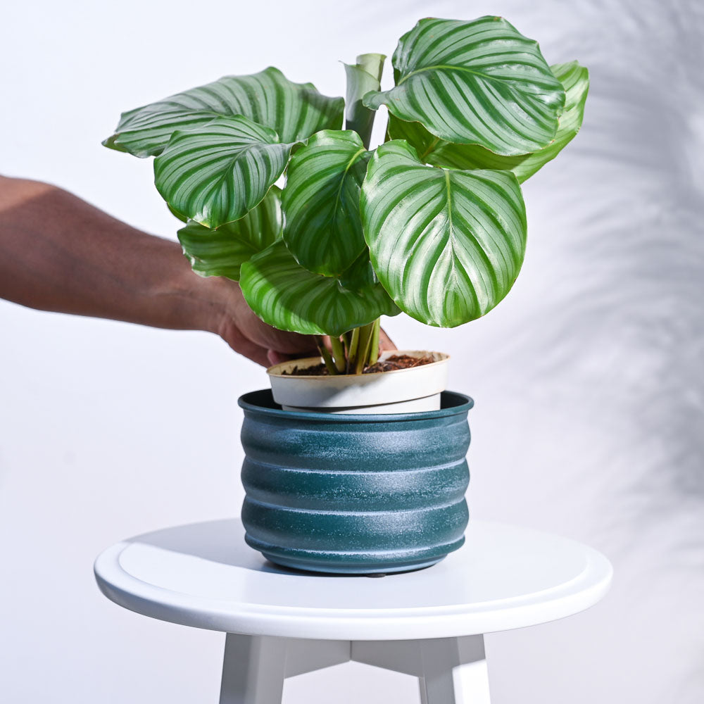 Ugaoo RidgeCraft Cylindrical Planter - view 5