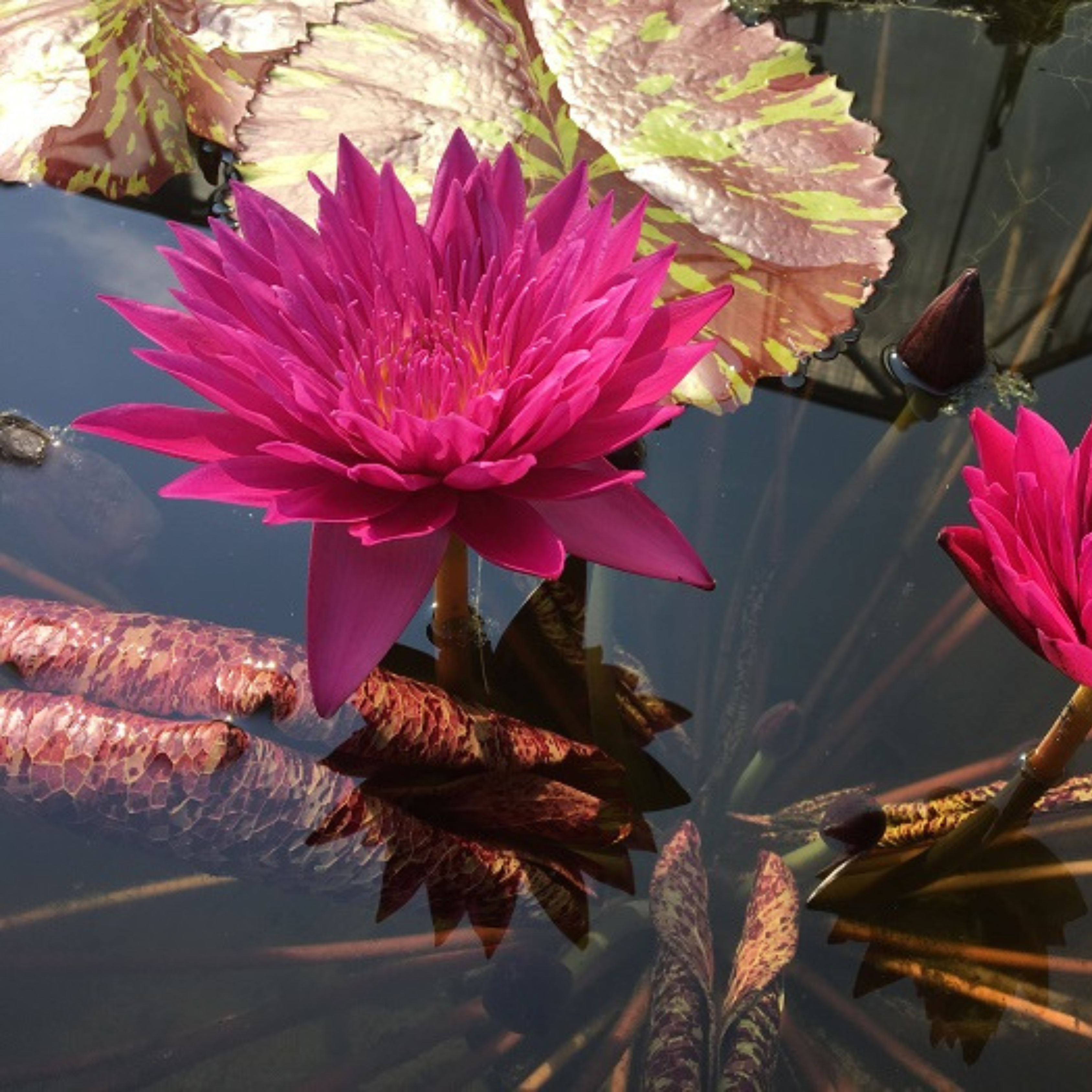 DZ Nymphaea Valentine - view 3