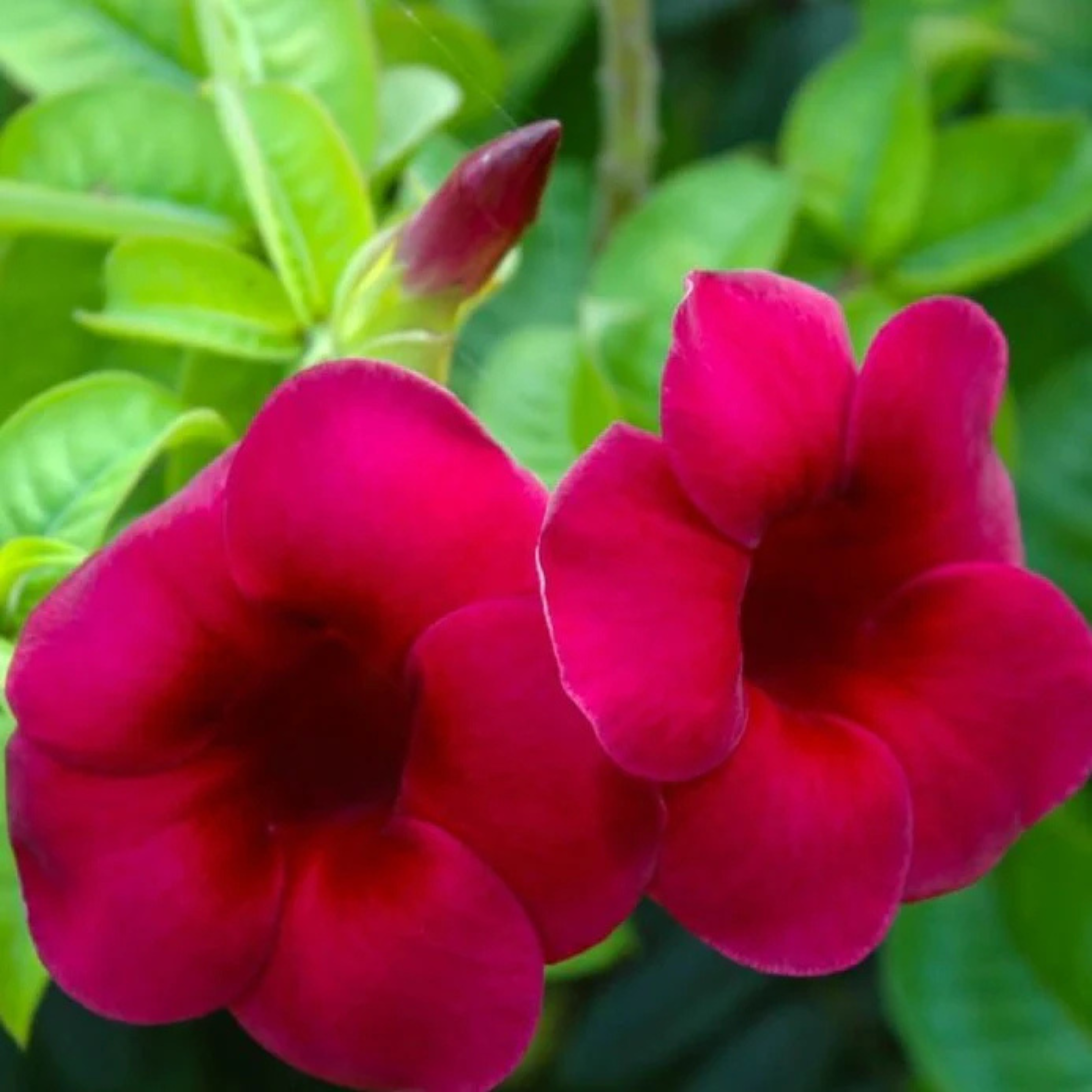 MR Allamanda Flowering Plants Combo - view 2