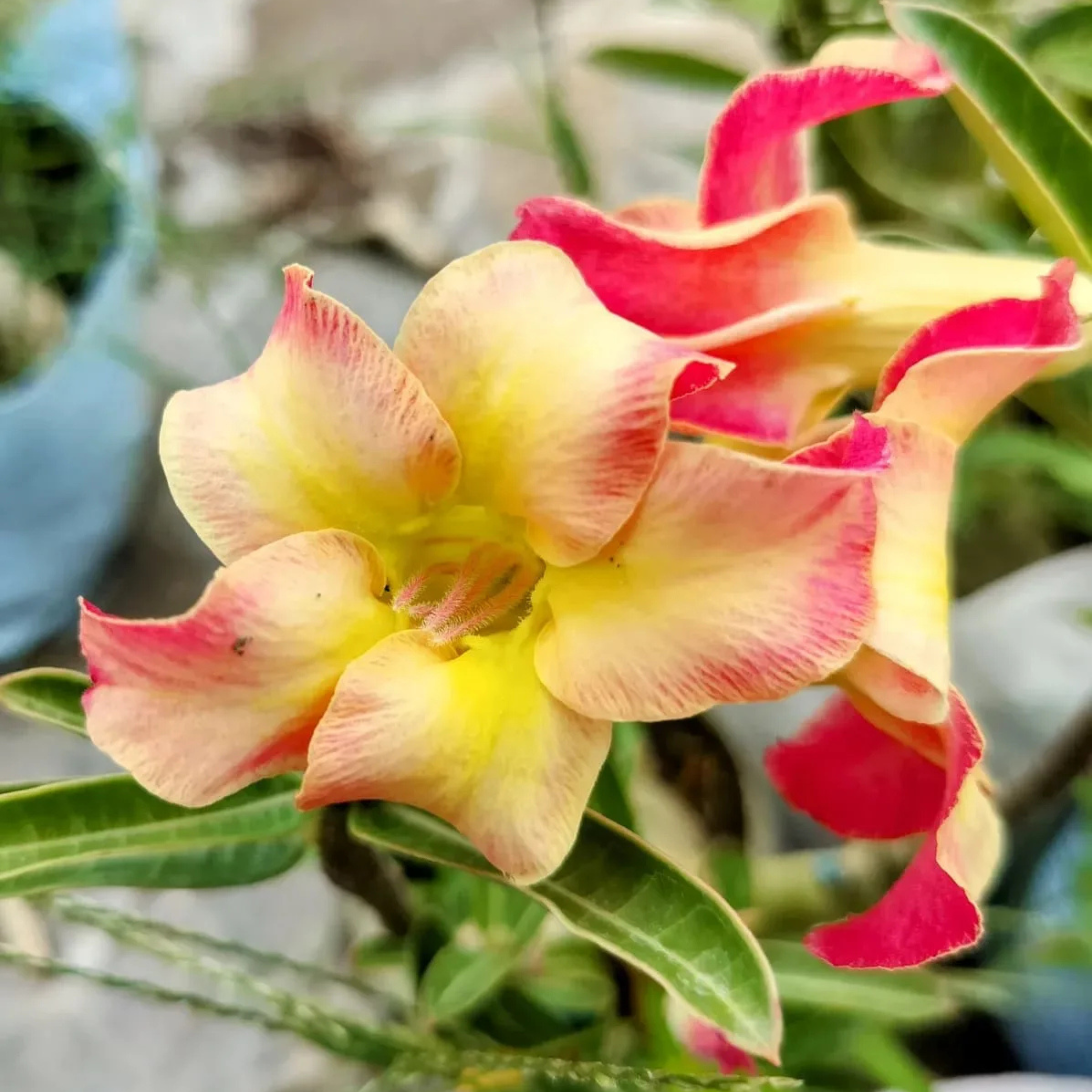 DZ Adenium 444 Flowering Live Plant
