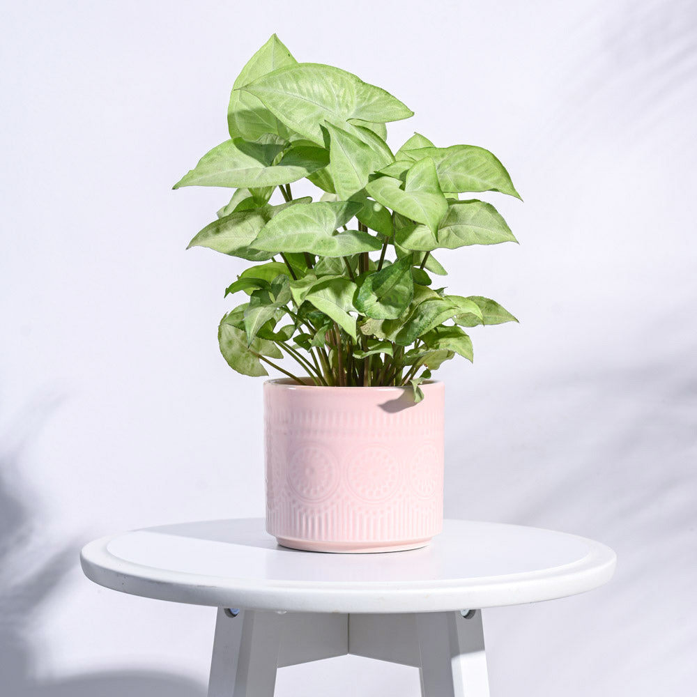 Ugaoo Henna Ceramic Pot
