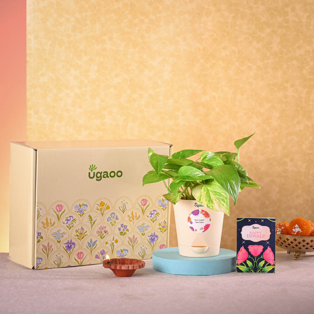 Ugaoo Money plant variegated and Epiphany Snacks Diwali Gift Hamper - view 2