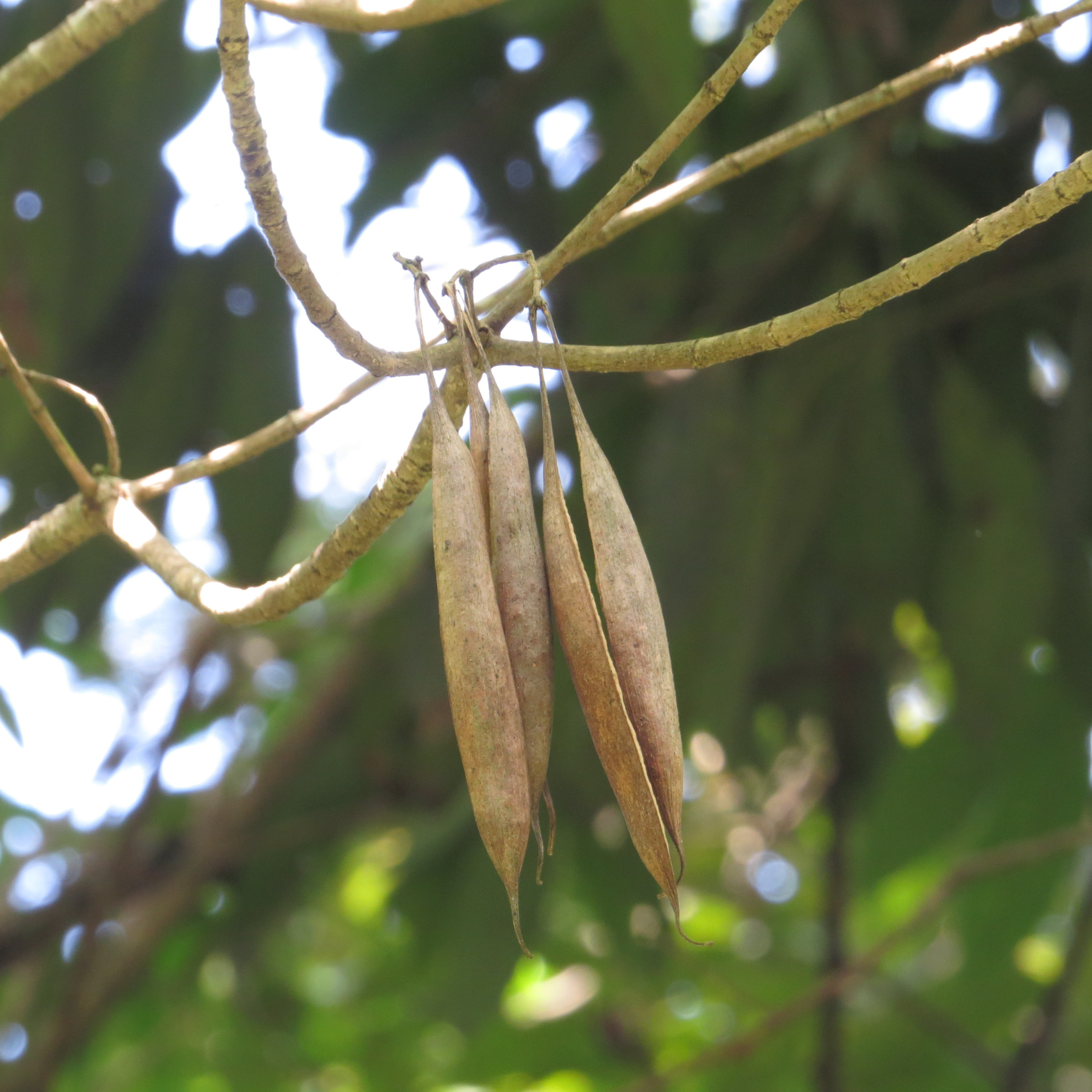 MR Analivegam (Alstonia venenata) Medicinal Live Plant