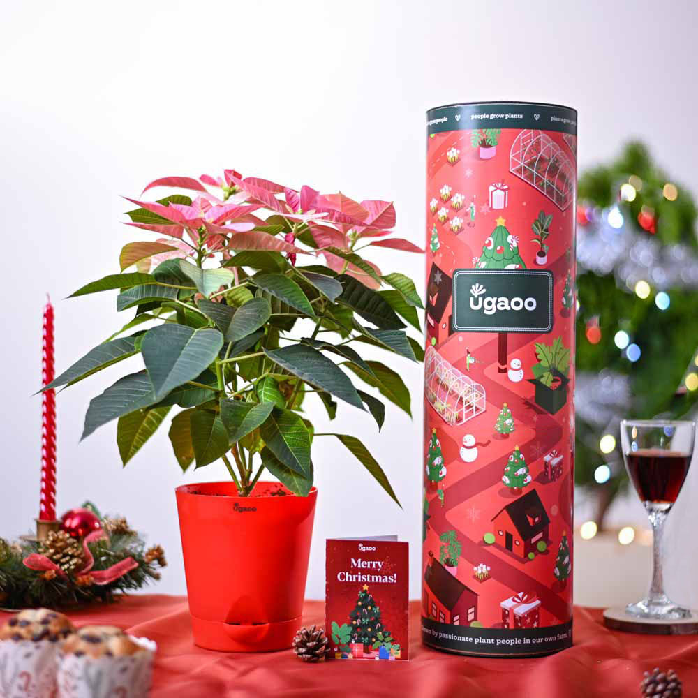 Ugaoo Poinsettia Pink Plant Christmas Gift