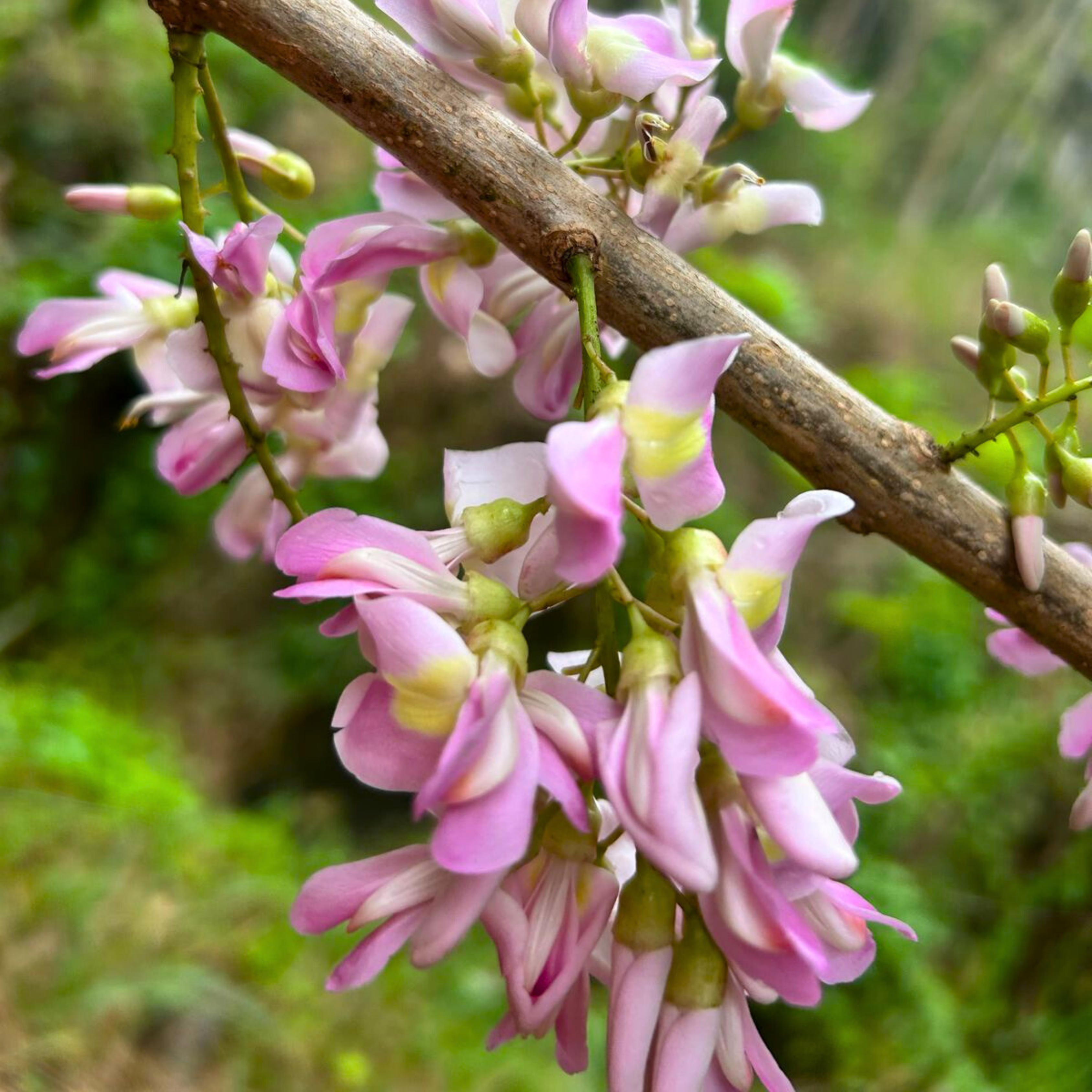 MR Mexican Lilac (Gliricidia sepium) Rare All Time Flowering Live Plant - view 6