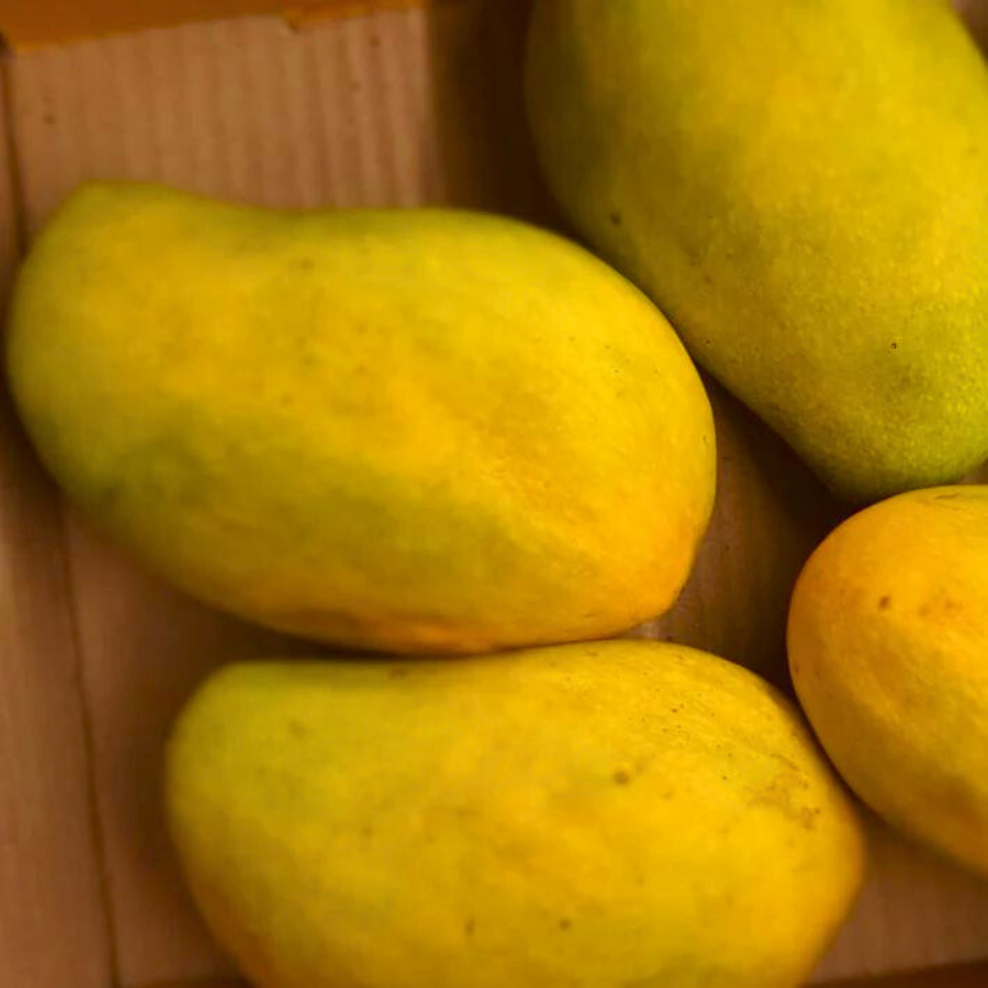 VL Pedda Rasalu Mango Grafted Live Plant - view 3