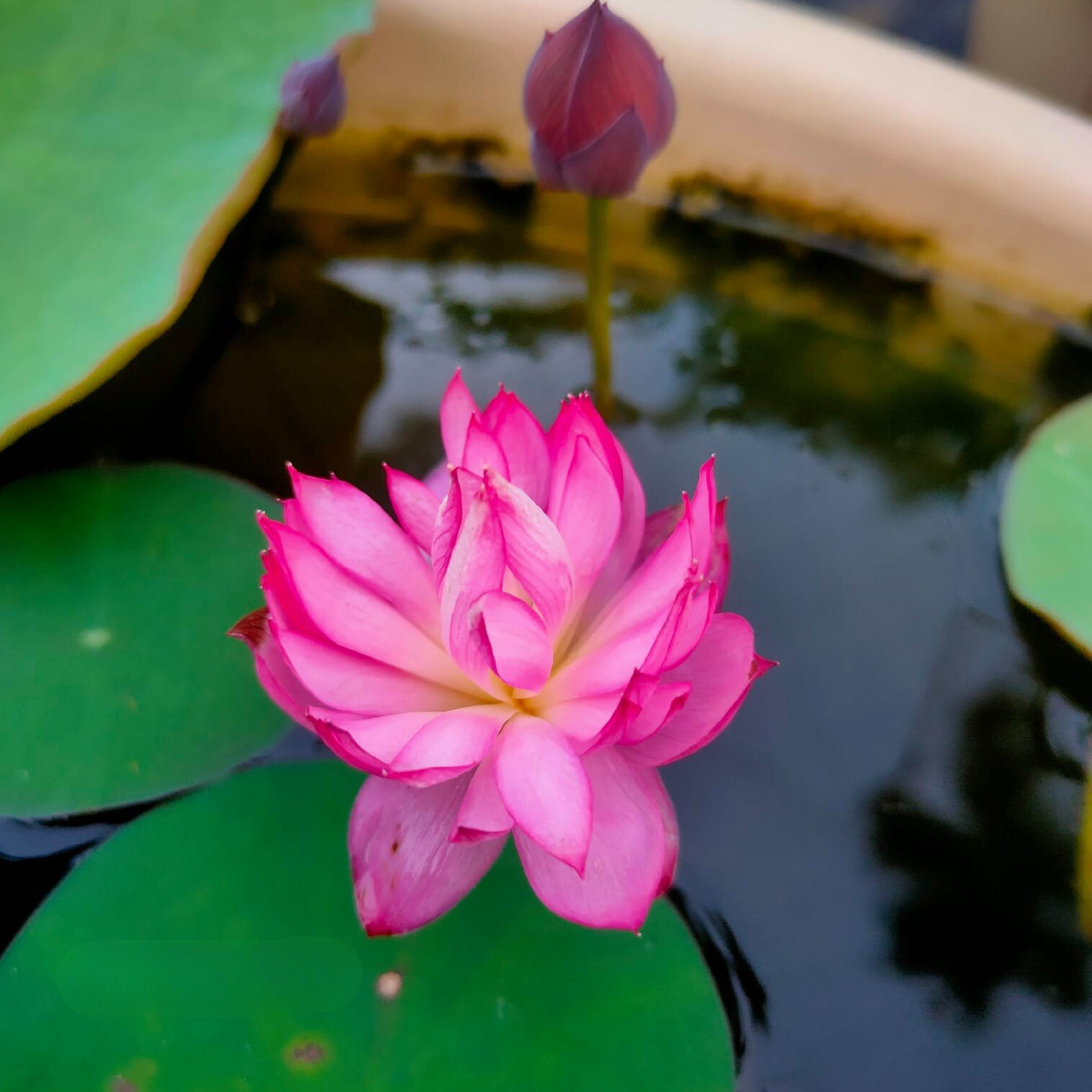 DZ Liangli Micro Lotus Tuber