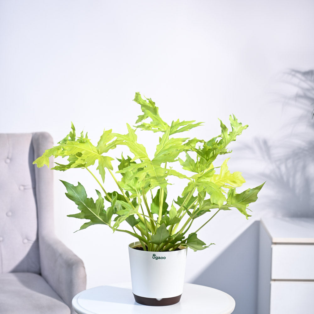 Ugaoo Philodendron Selloum Golden Plant - view 11