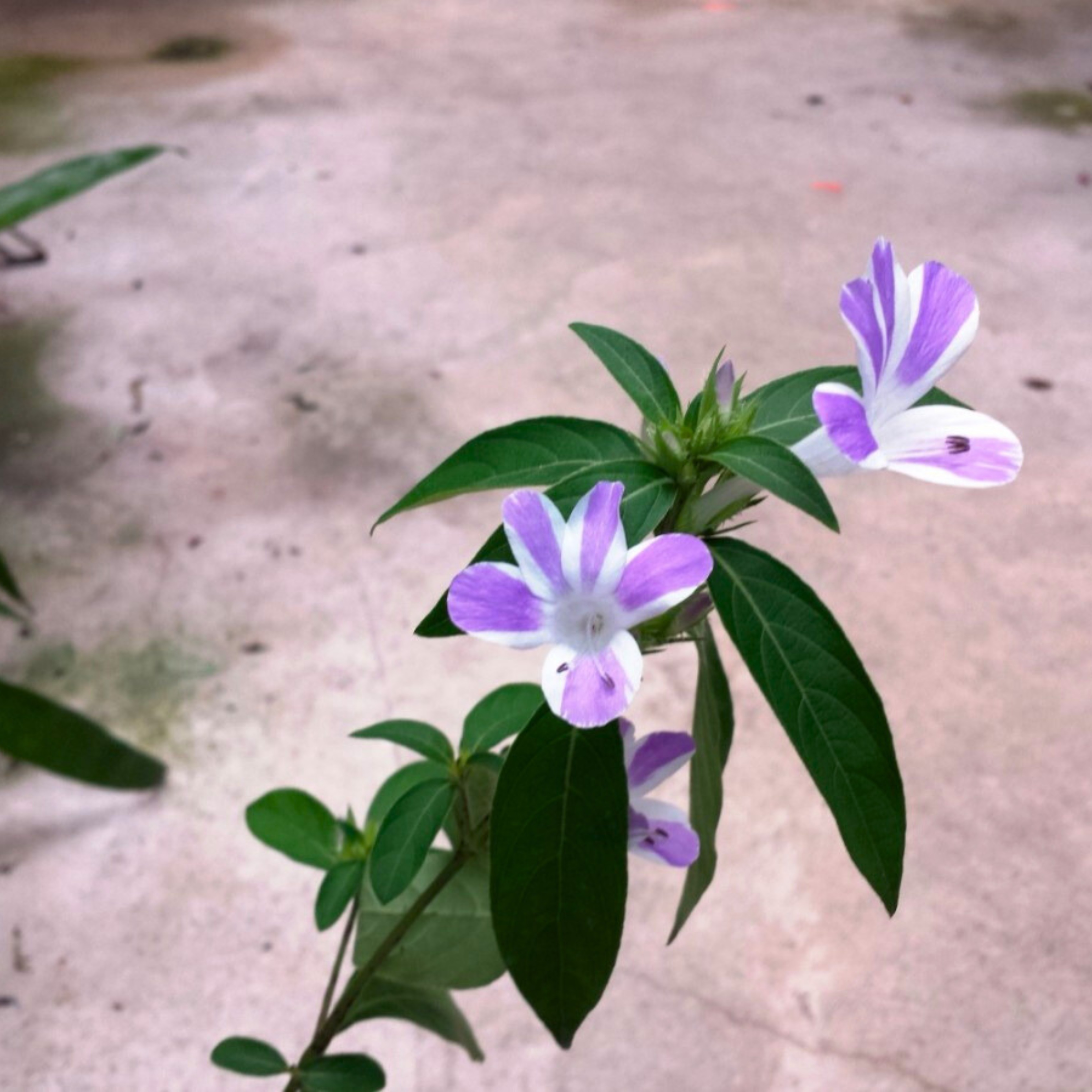 MR December Flower Purple White / Philippine Violet (Barleria cristata) Flowering Live Plant - view 2