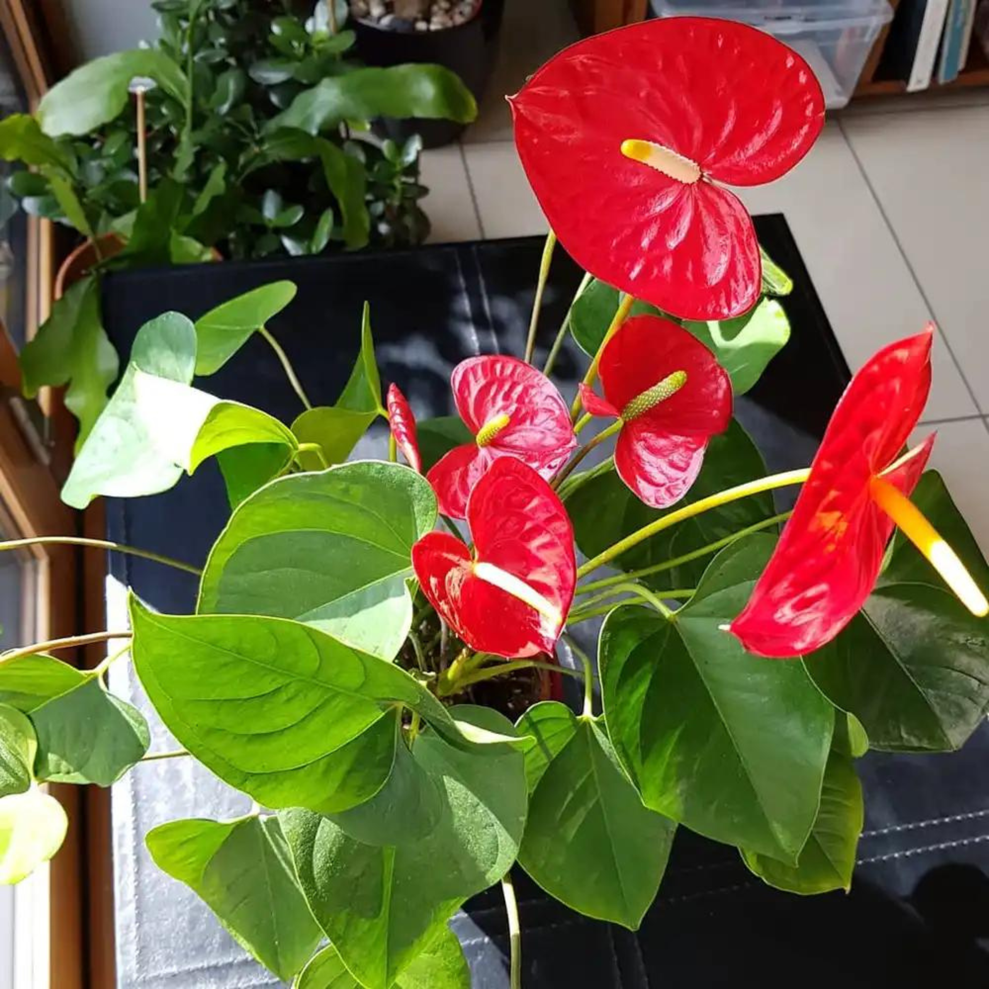 DZ Dwarf Anthurium Painters Palette Indoor/Outdoor Live Plant