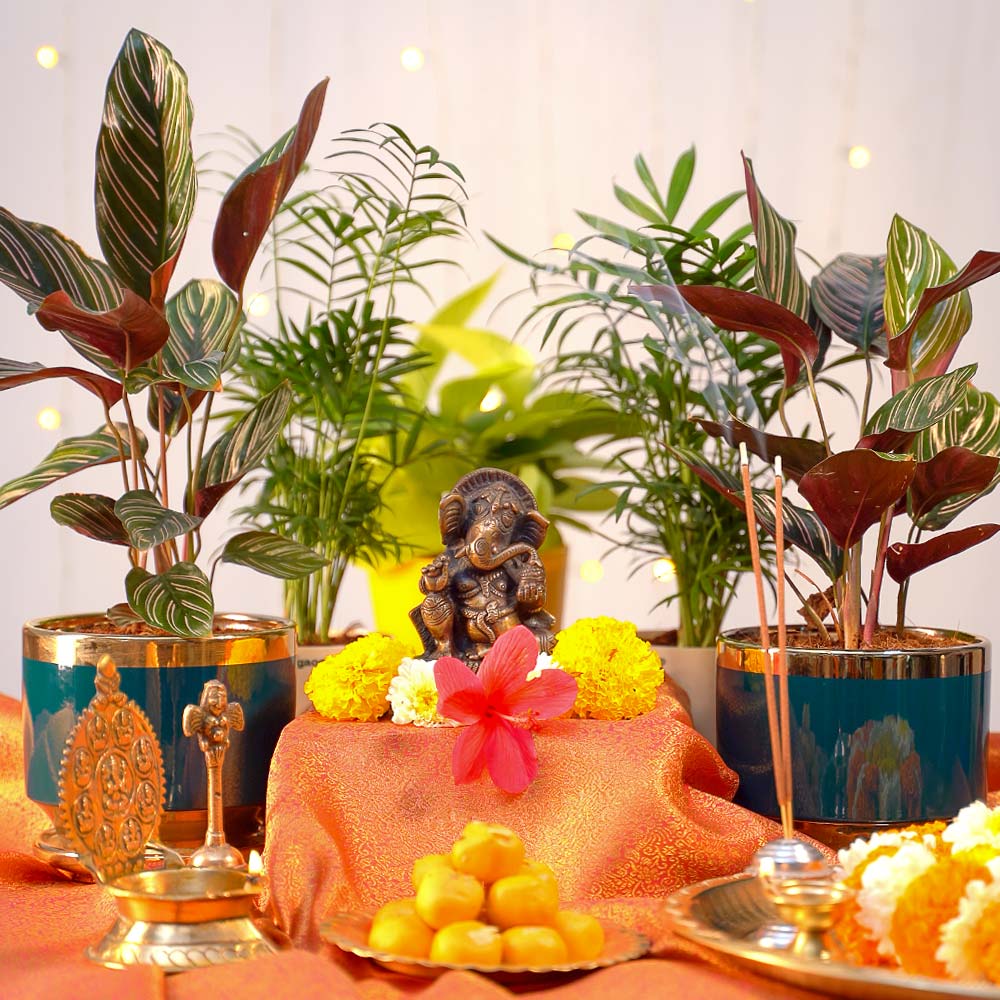 Ugaoo Ganpati Decor Plant Bundle