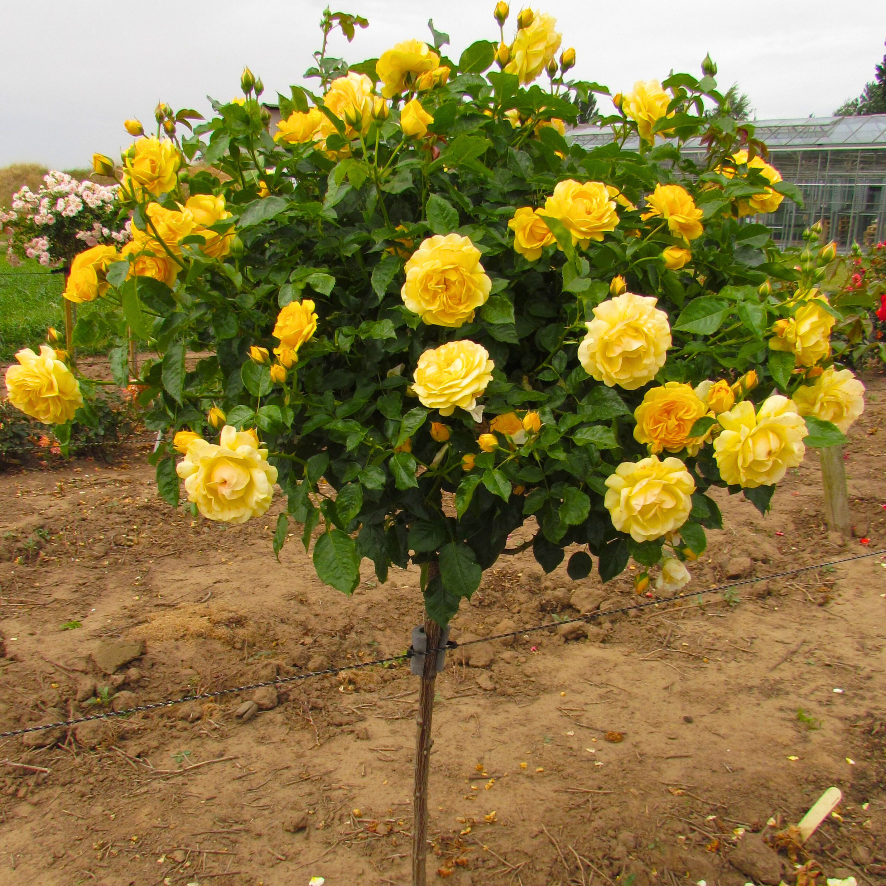 MR Standard Rose Yellow Grafted Rare Flowering Live Plant
