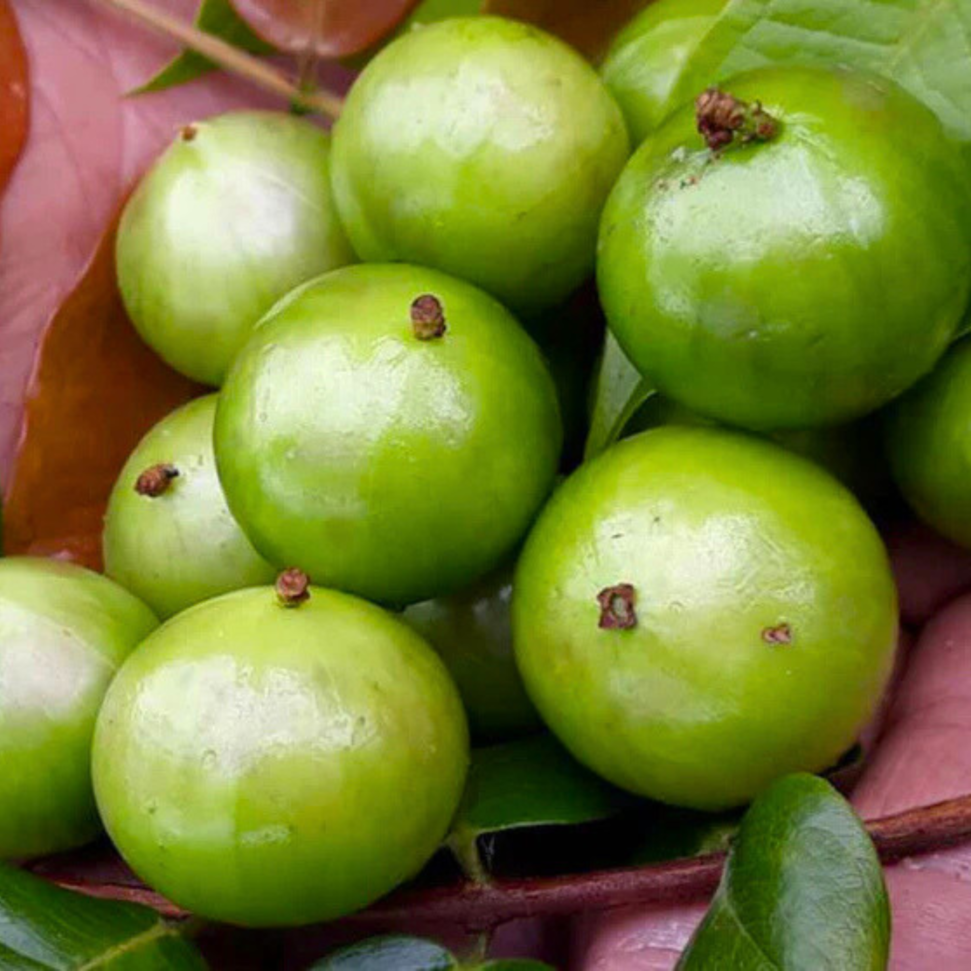 VL White Honey Jaboticaba (Aurean Full Moon) Fruit Live Plant