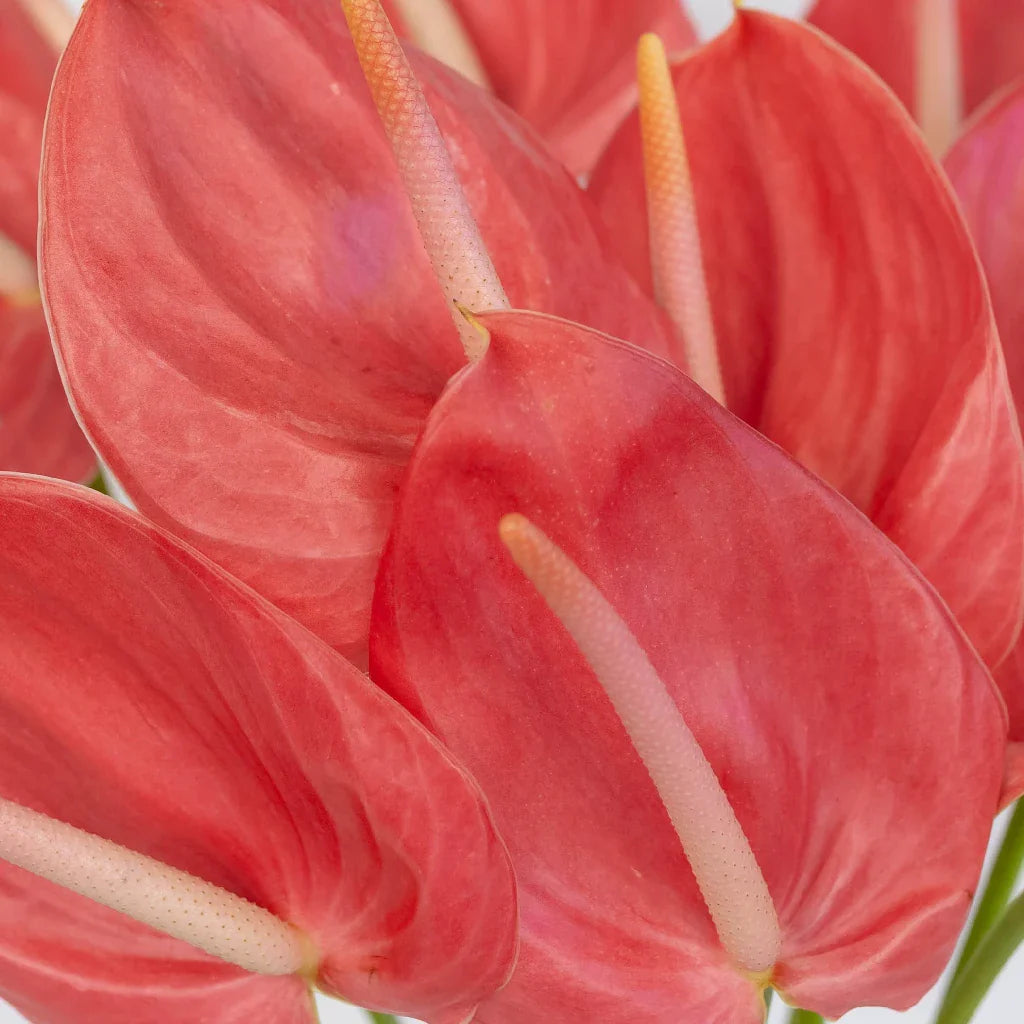 FiftyFlowers Anthurium Hot Pink Tropical Flower