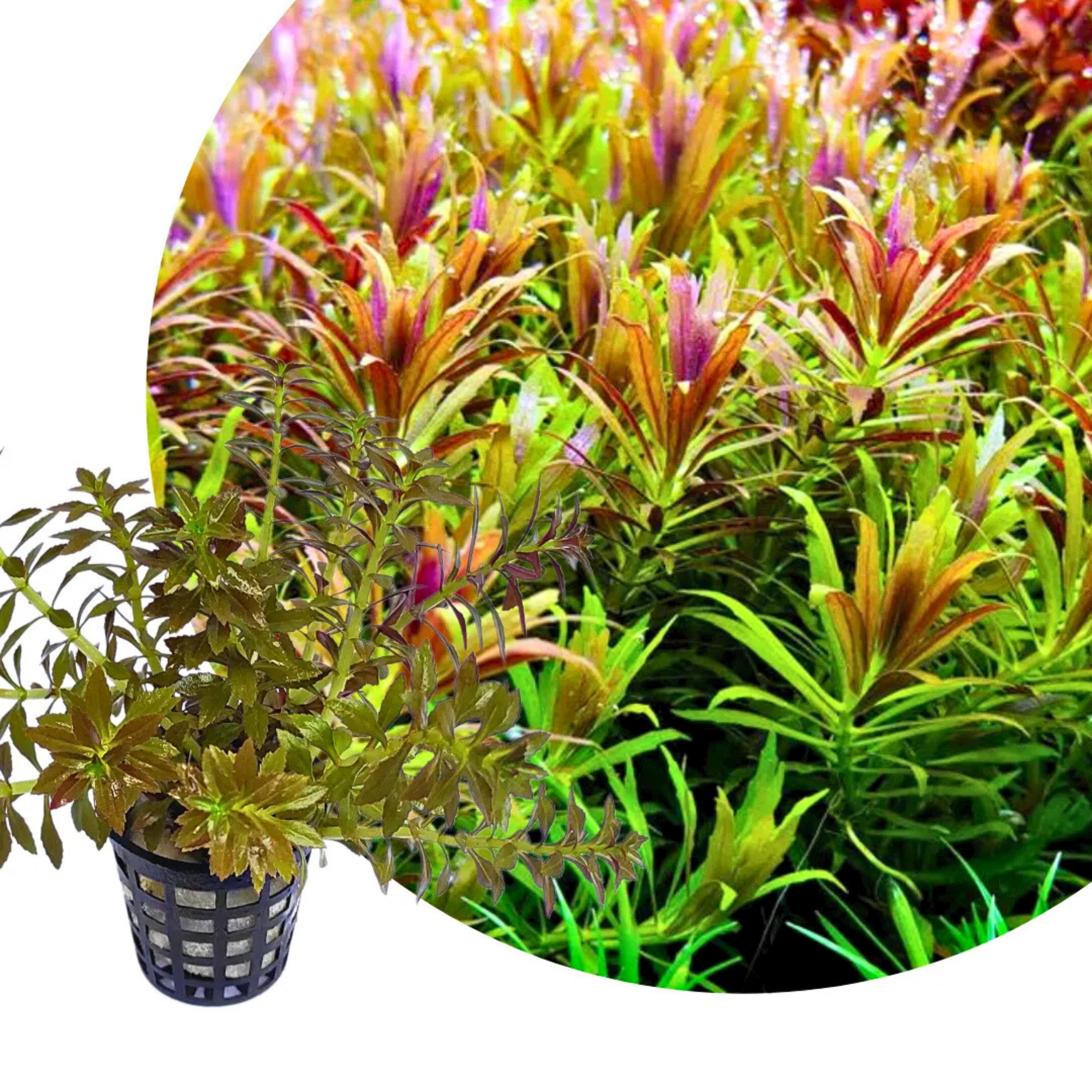 MRWP Limnophila Aromatica "Mini" Aquarium Live Plant - view 2
