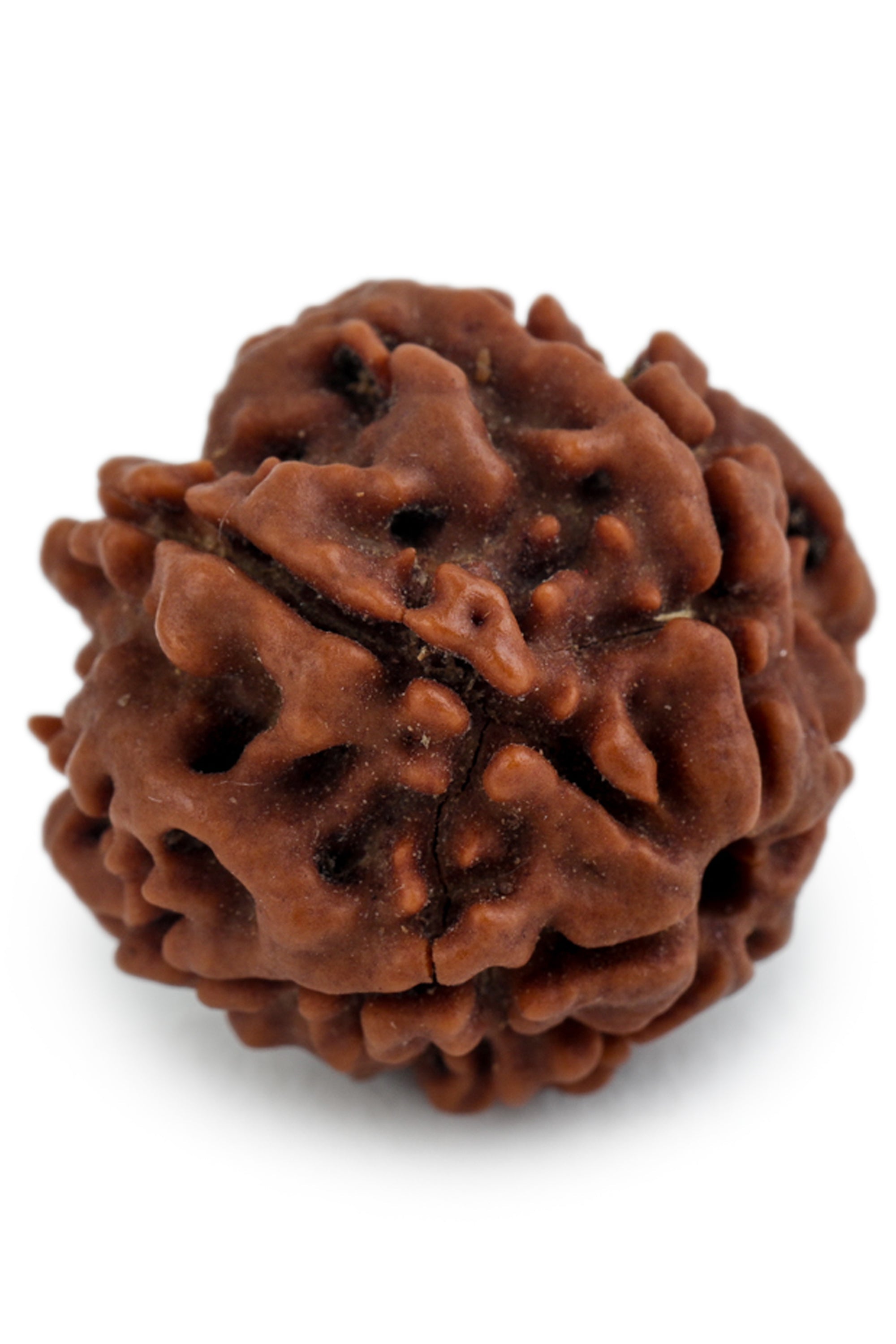 Studio Vaidik 6 mukhi Natural Rudraksha - view 4