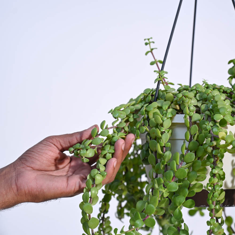 Ugaoo Trailing Jade(Weeping Jade) With Hanging Pot - view 3
