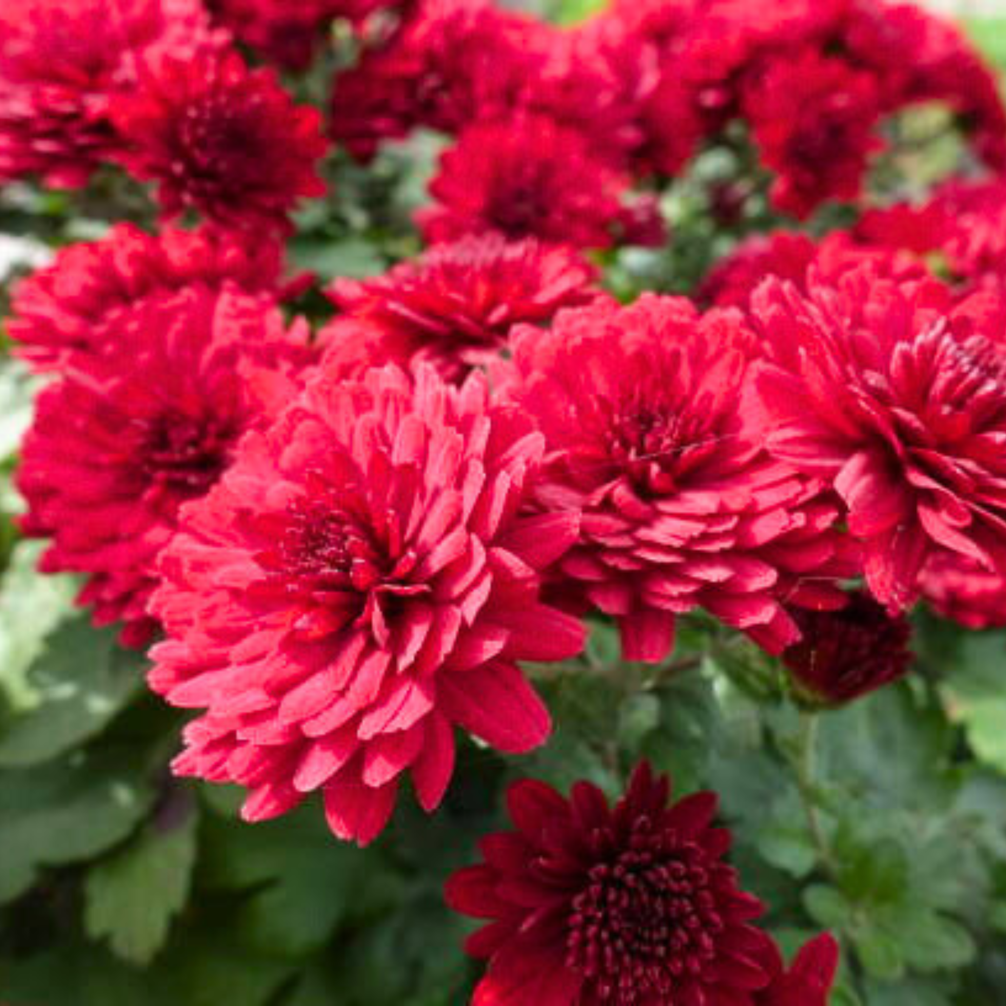 DZ Chrysanthemum Wine Red Flowering Live Plant