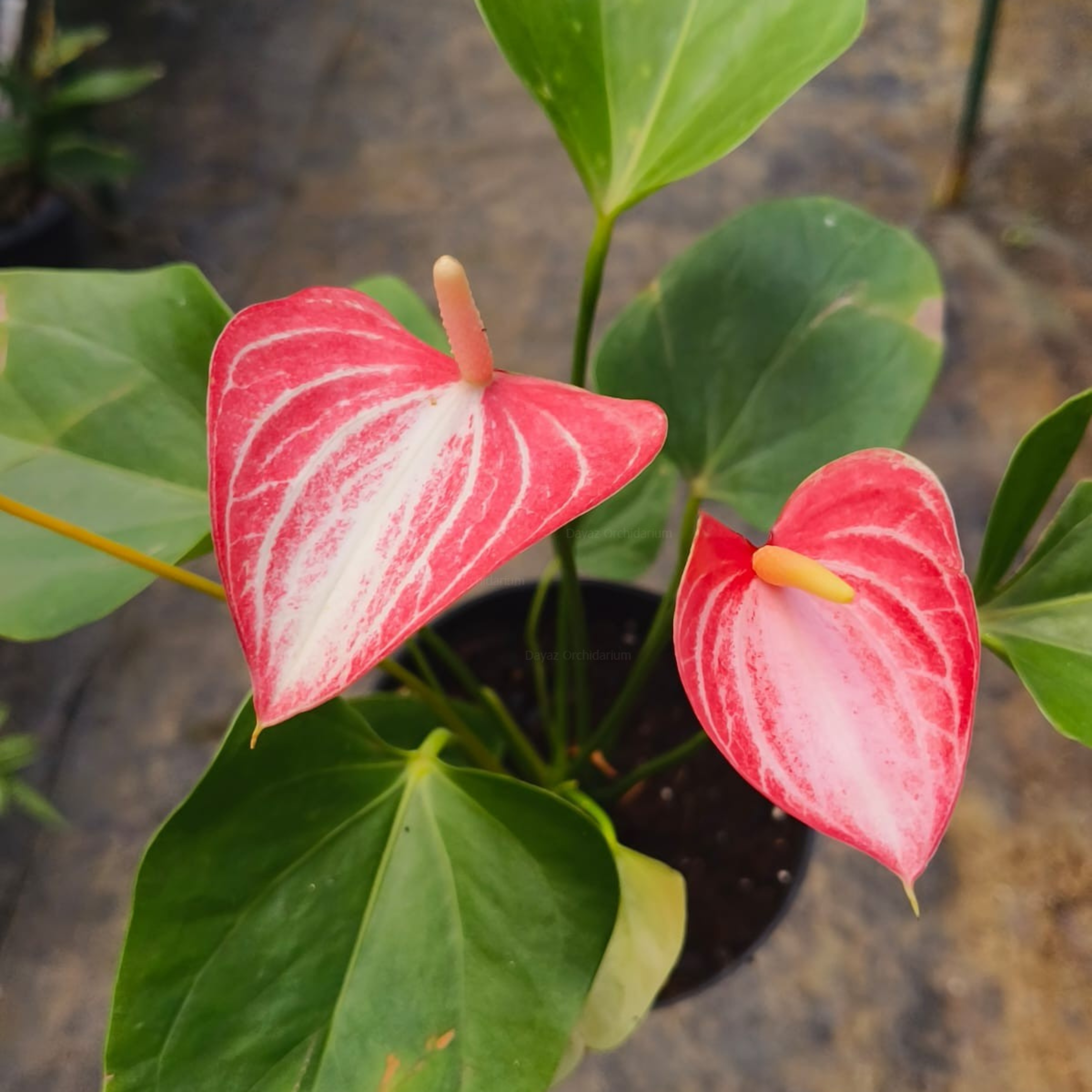 DZ Dwarf Anthurium Livium Indoor/Outdoor Live Plant