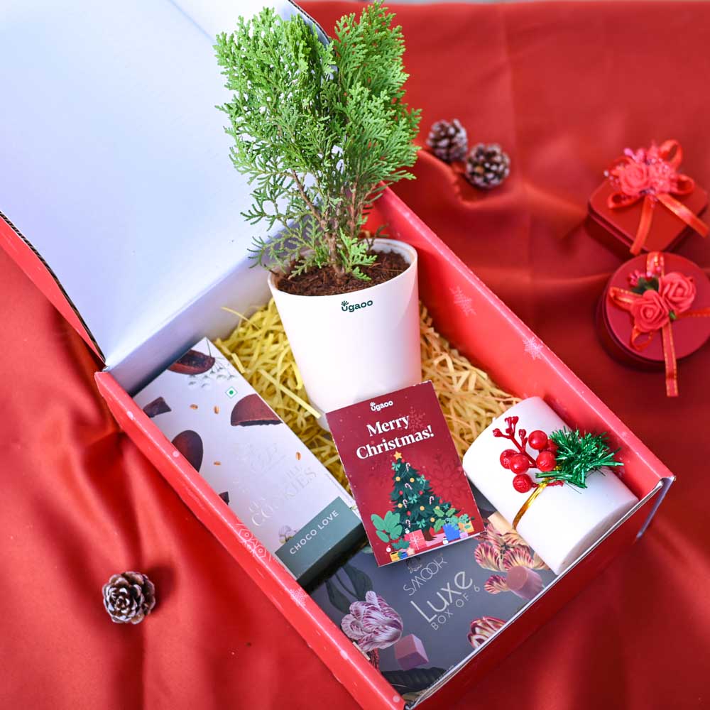 Ugaoo Thuja Plant Christmas Gift Hamper - view 7