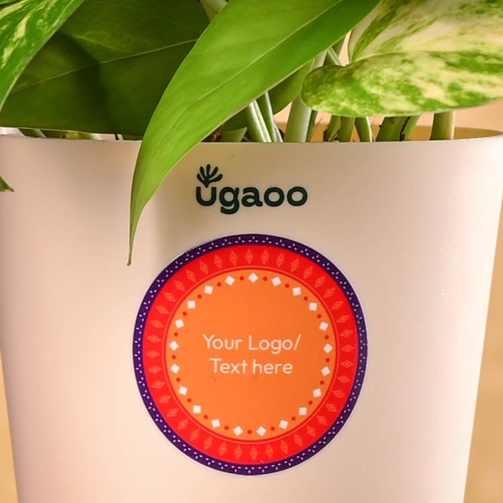 Ugaoo Money Plant Variegated Diwali Gift - view 4