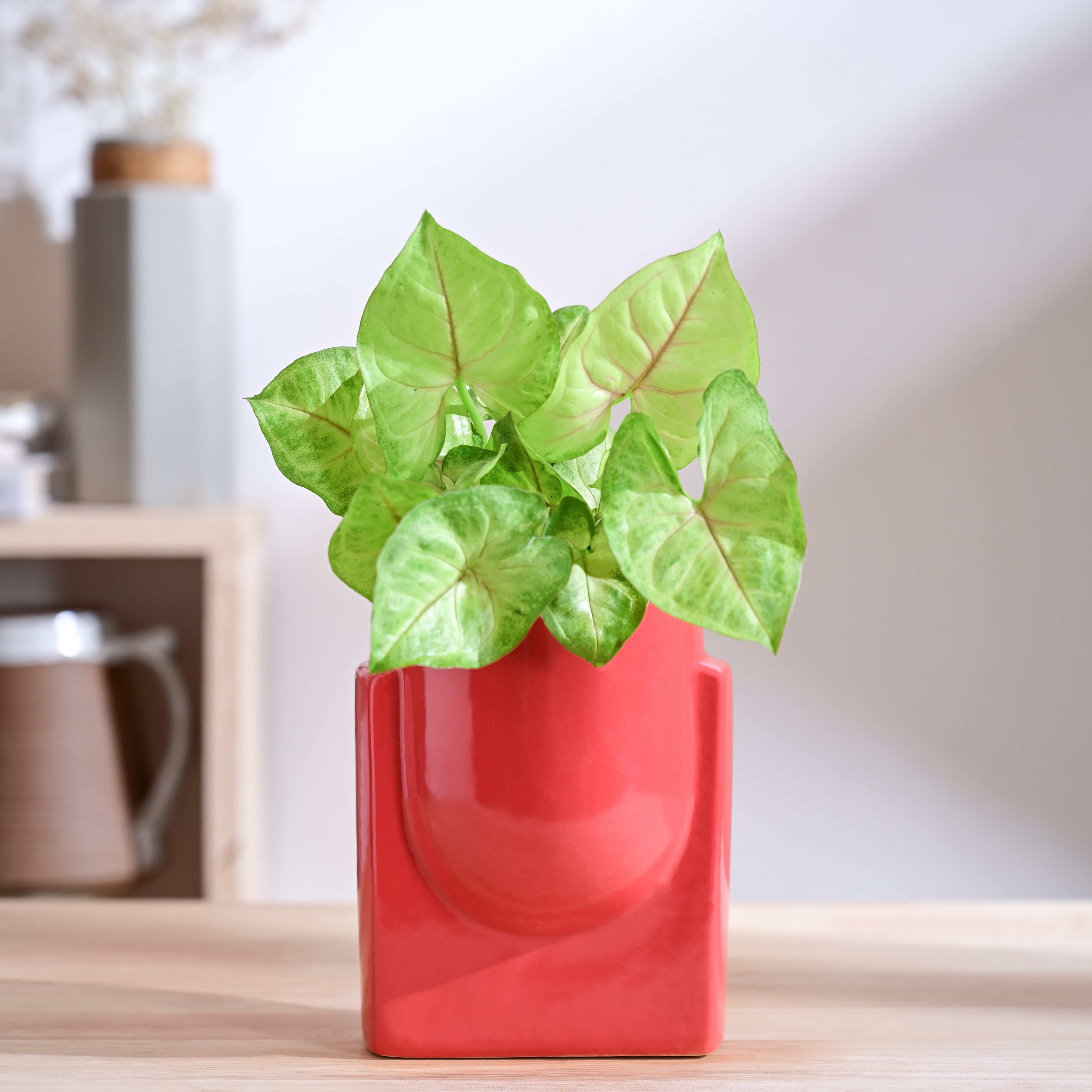 Ugaoo Cats are Gods Ceramic Planter - view 41