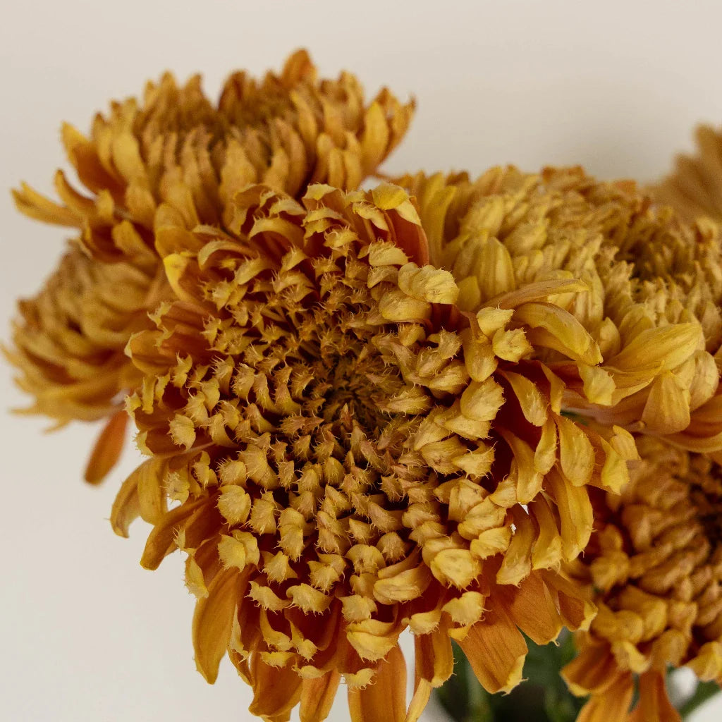 FiftyFlowers Brassy Gold Cremon - view 4