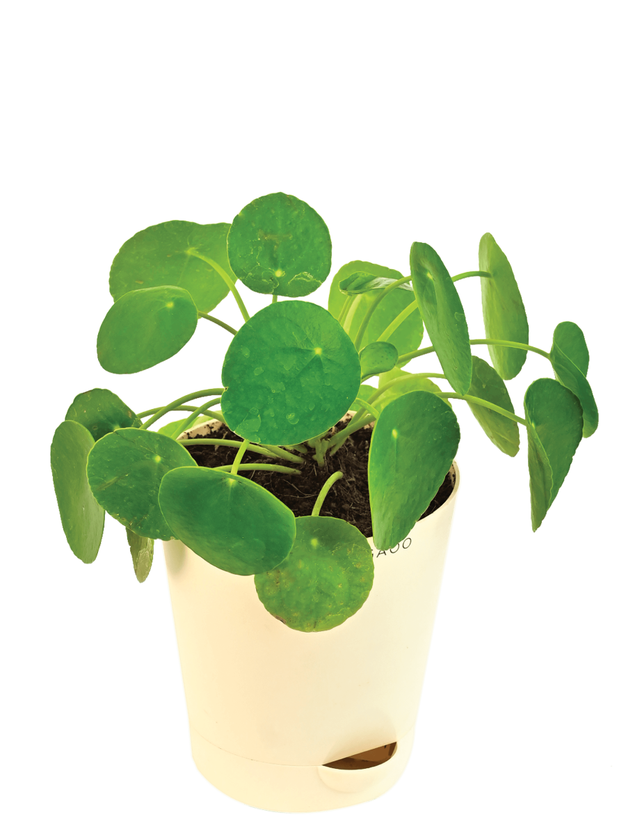 Ugaoo Chinese Money Plant