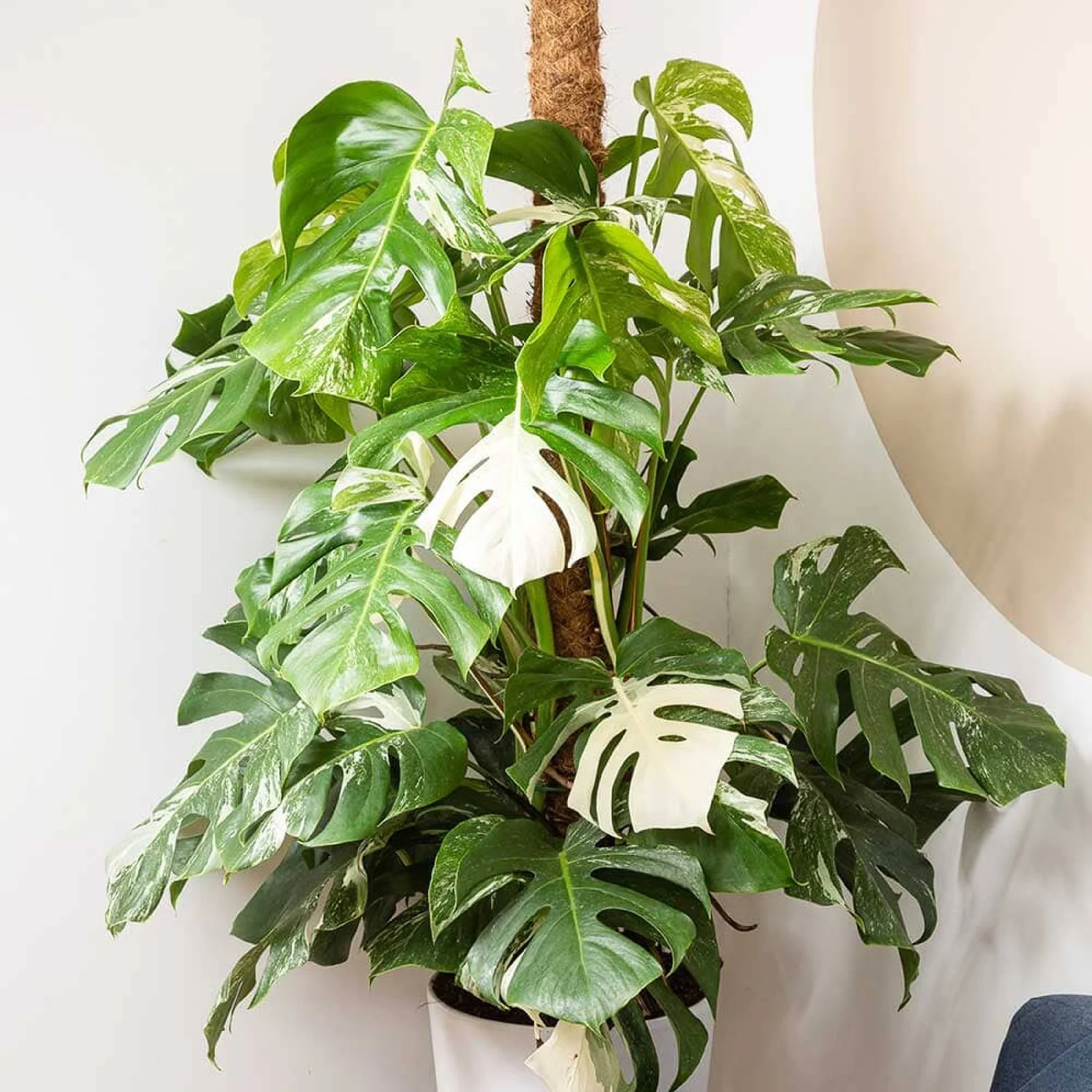 MR Swiss Cheese (Monstera deliciosa) Variegated Indoor / Outdoor Live Plant
