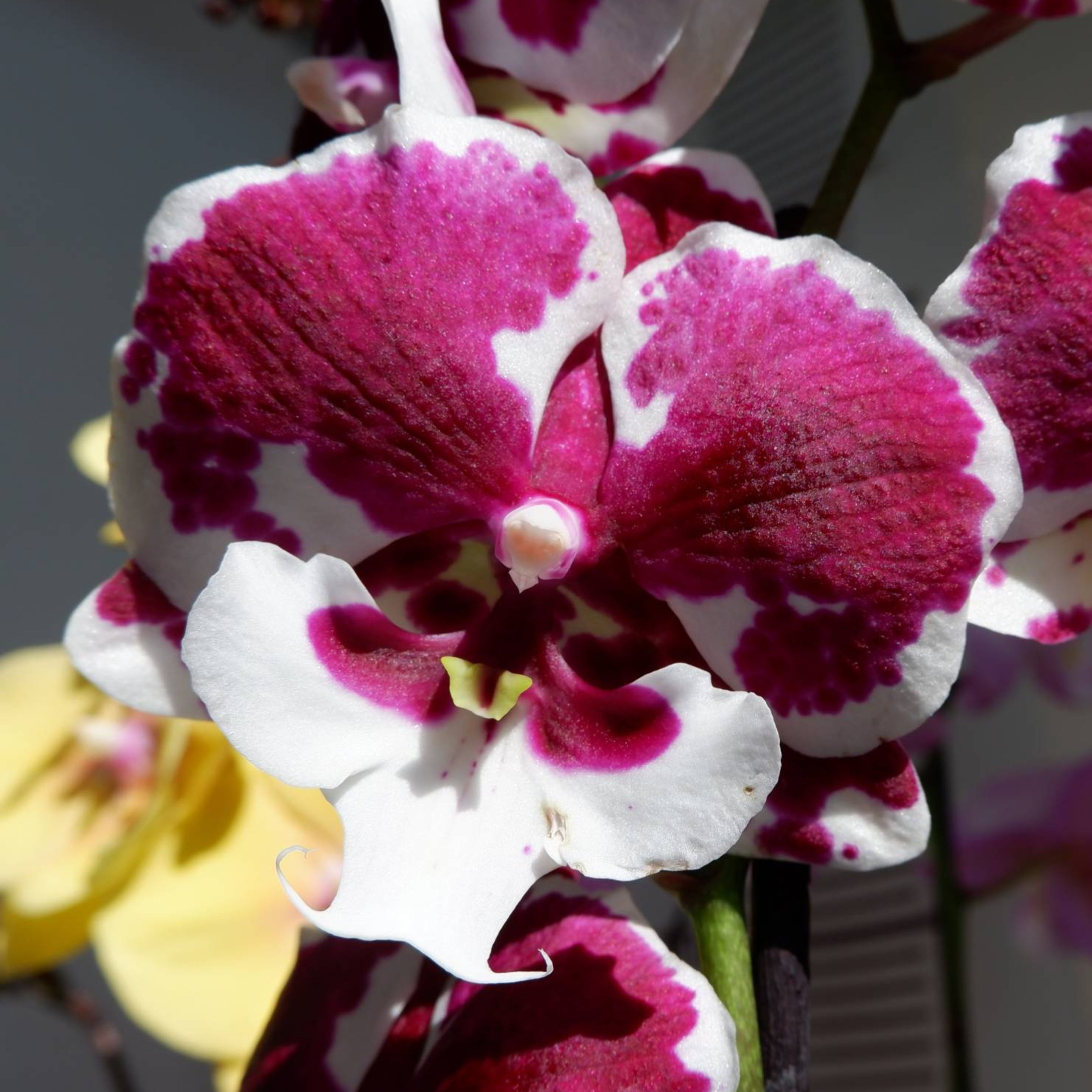 DZ Phalaenopsis Untold stories - Blooming Size