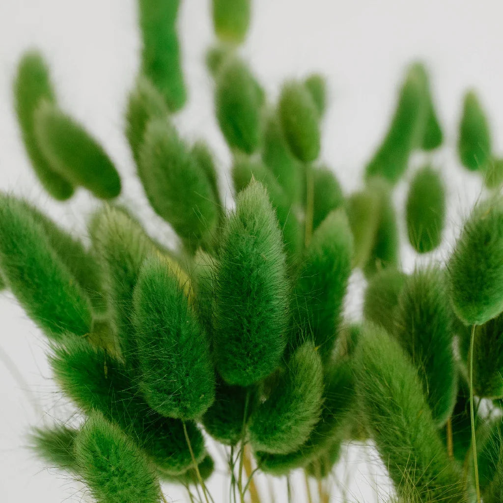 FiftyFlowers Green Dried Bunny Tail Grass - view 3