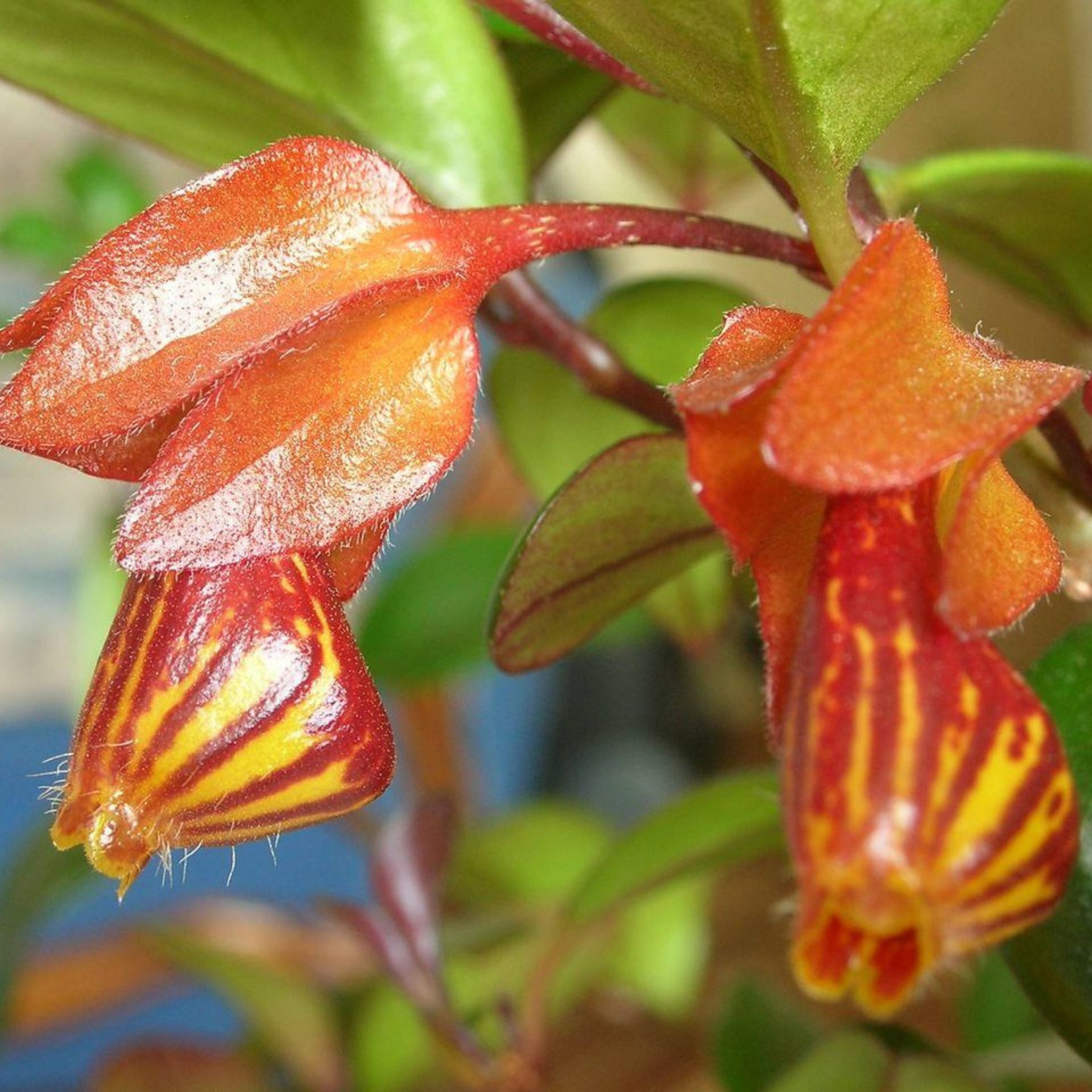 DZ Gold Fish Red (Nematanthus gregarius) Flowering Live Plant