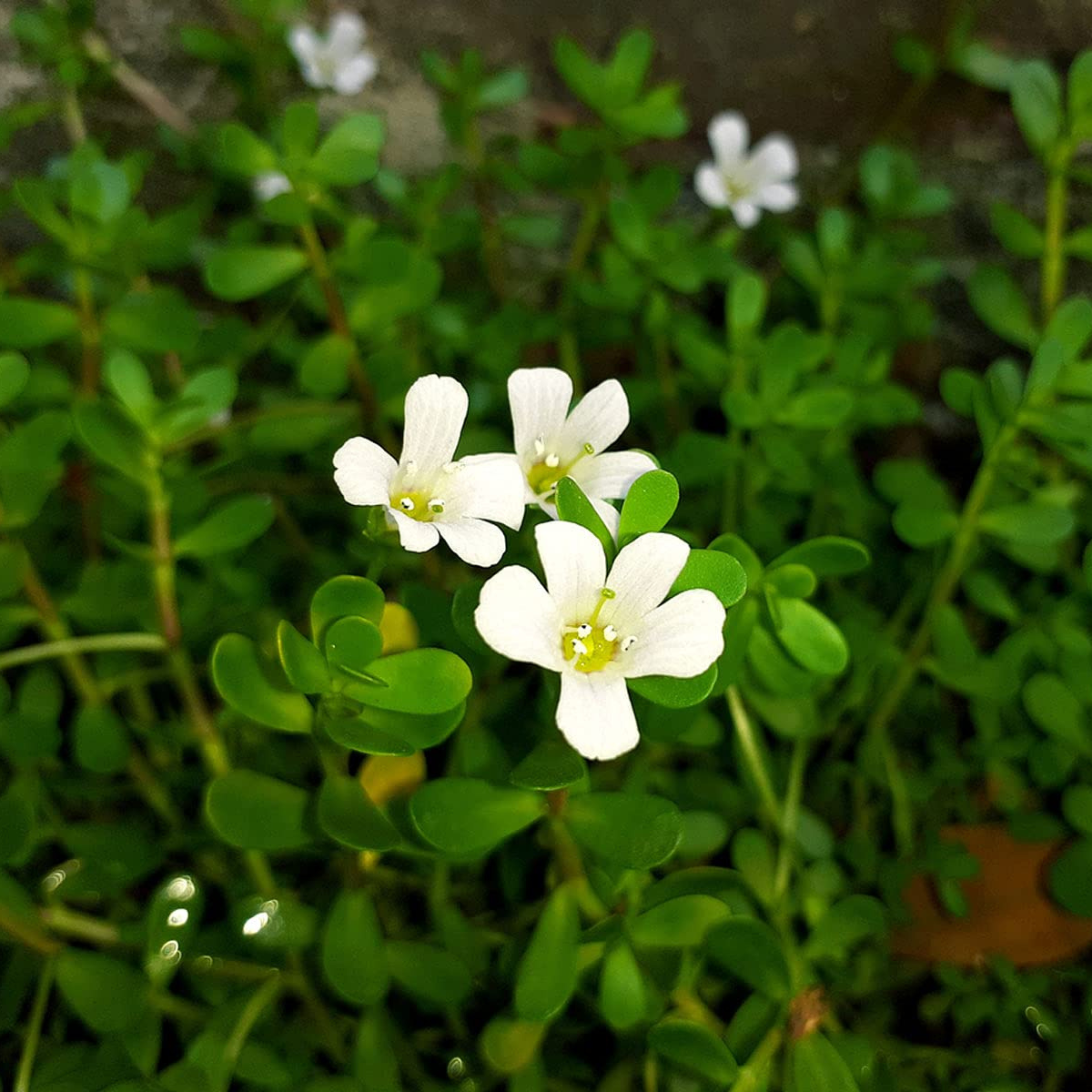 DZ Brahmi / Waterhyssop (Bacopa monnieri) Medicinal Live Plant - view 3