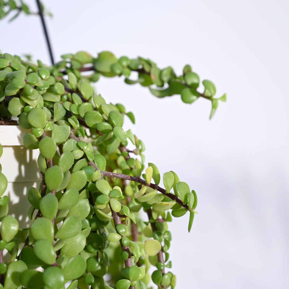 Ugaoo Trailing Jade(Weeping Jade) With Hanging Pot - view 2