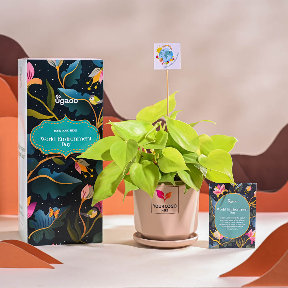 Ugaoo Philodendron Oxycardium Golden Plant For Environment Day Gifting - view 55
