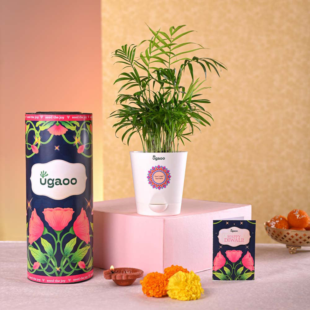 Ugaoo Bamboo Palm Plant Diwali Gift