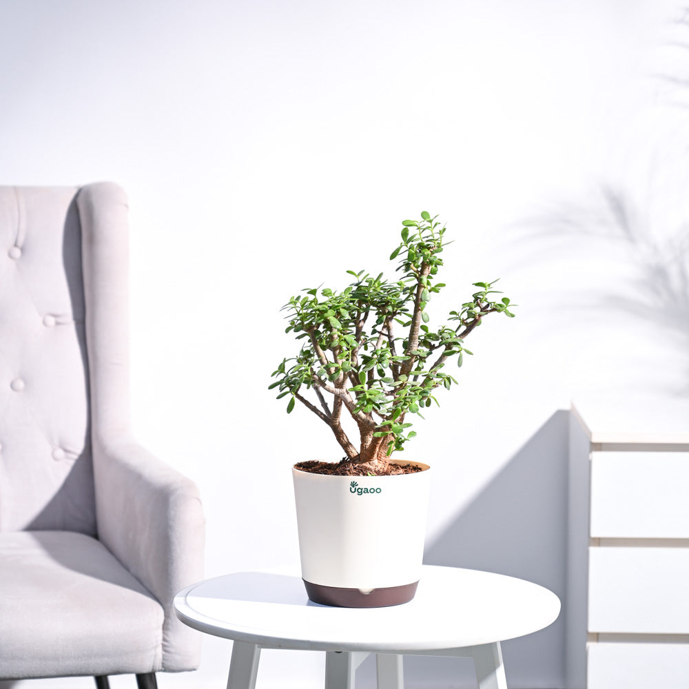 Ugaoo Jade Mini Bonsai