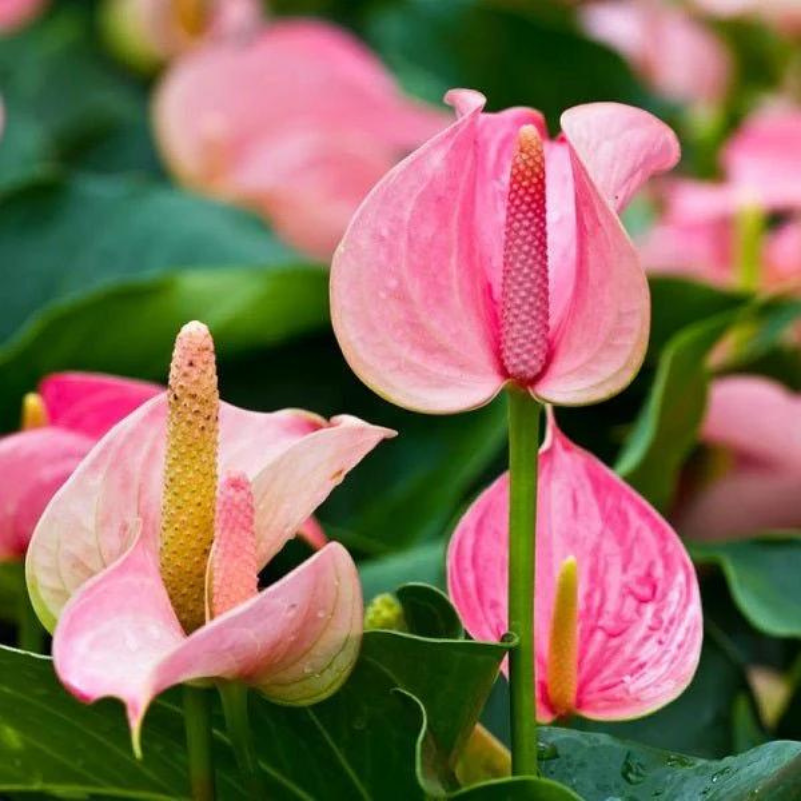 DZ Anthurium Baby Pink Indoor/Outdoor Live Plant