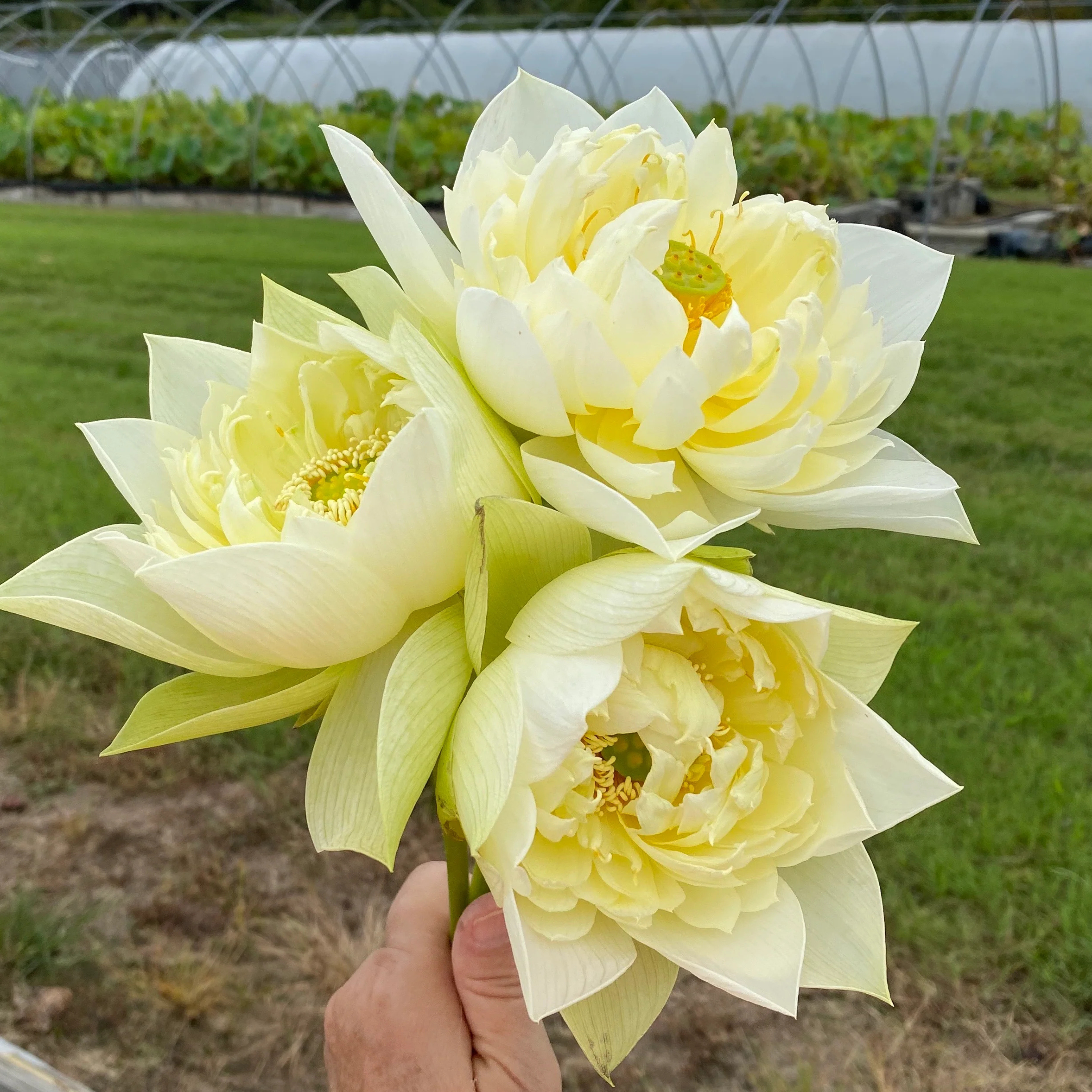 DZ Yellow Peony Lotus Tuber - view 2