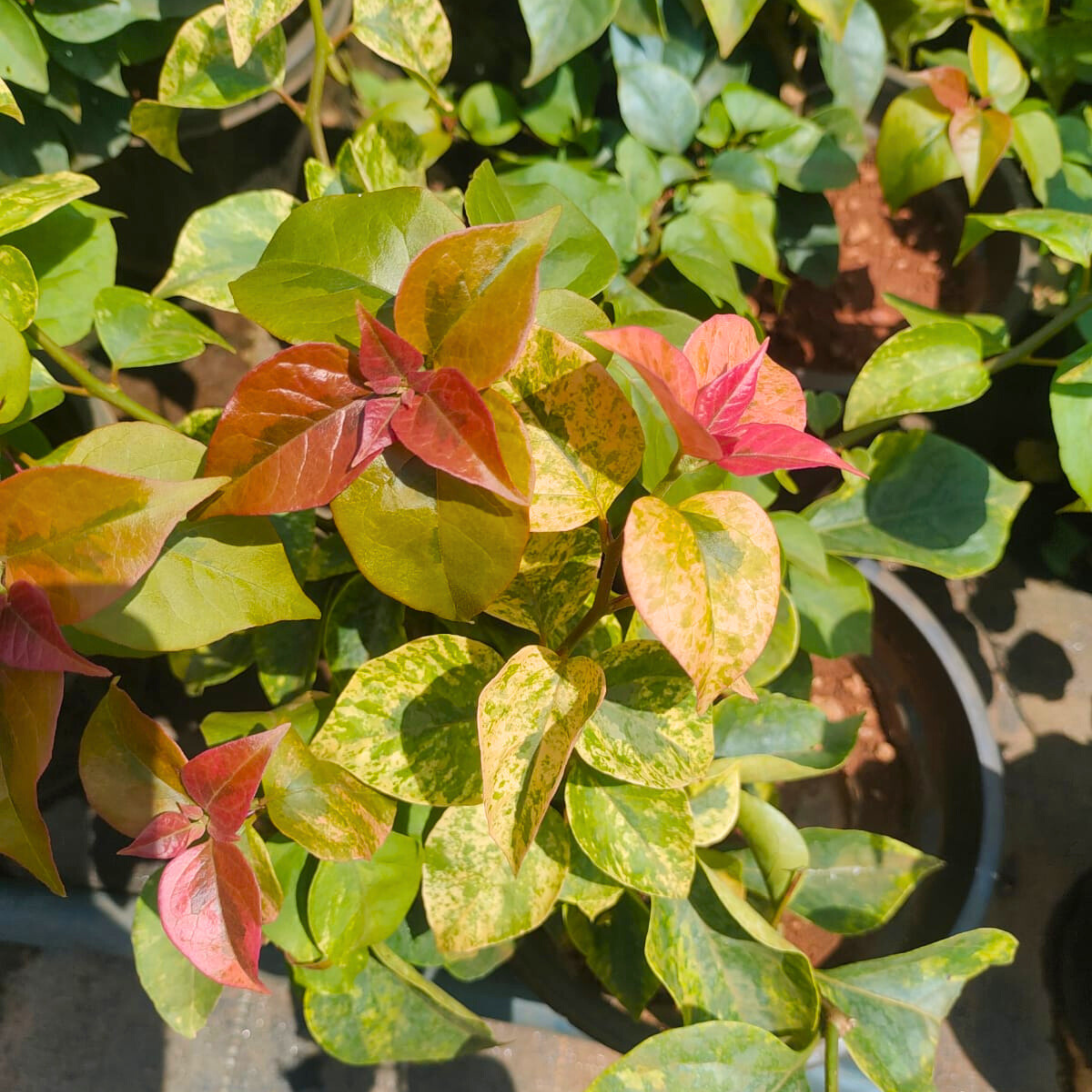 DZ Bougainvillea Pink Multi Colour Leaf (Paper Flower) Rare Flowering Live Plant