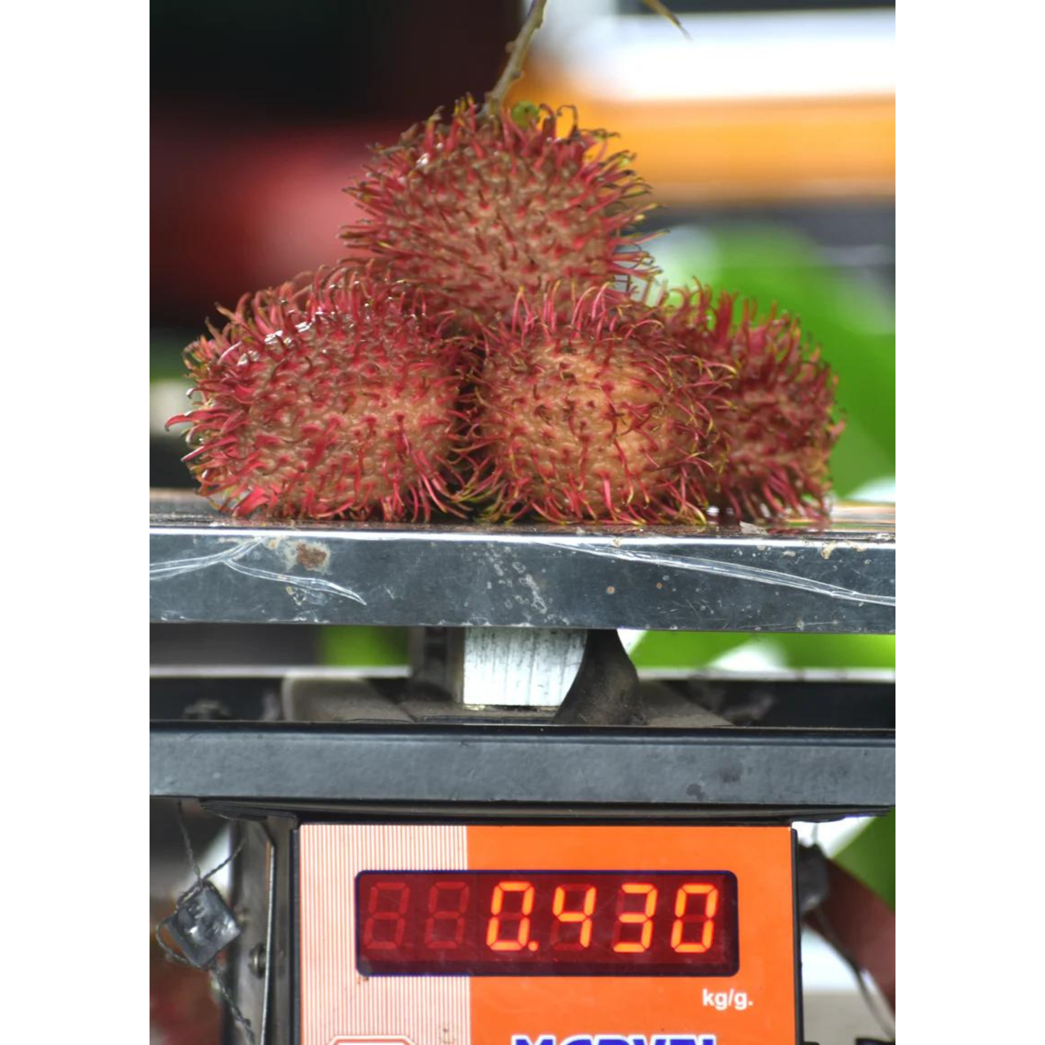 VL Rambutan Caesar (Red) Fruit Live Plant