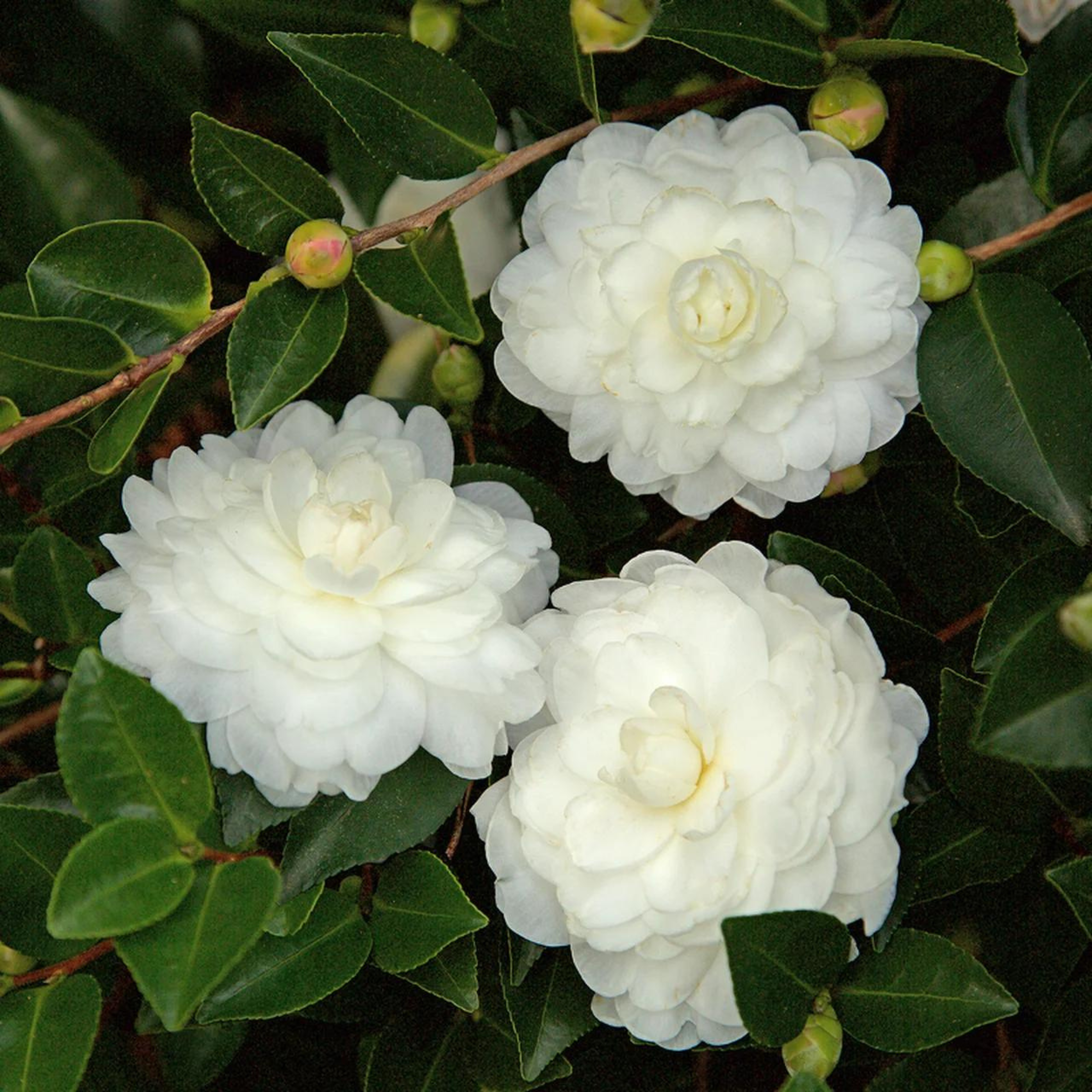 MR Camellia White (Tree Rose) Rare All Time Flowering Live Plant - view 3