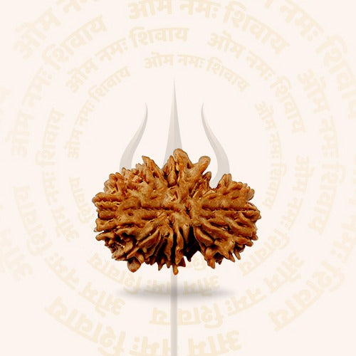 Gemsmantra 21 Mukhi - Rarest Nepal Rudraksha - Variant 2 - view 2