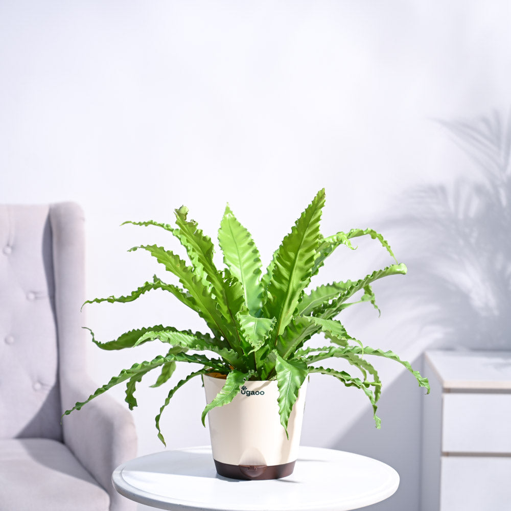 Ugaoo Osaka Bird Nest Fern - view 13