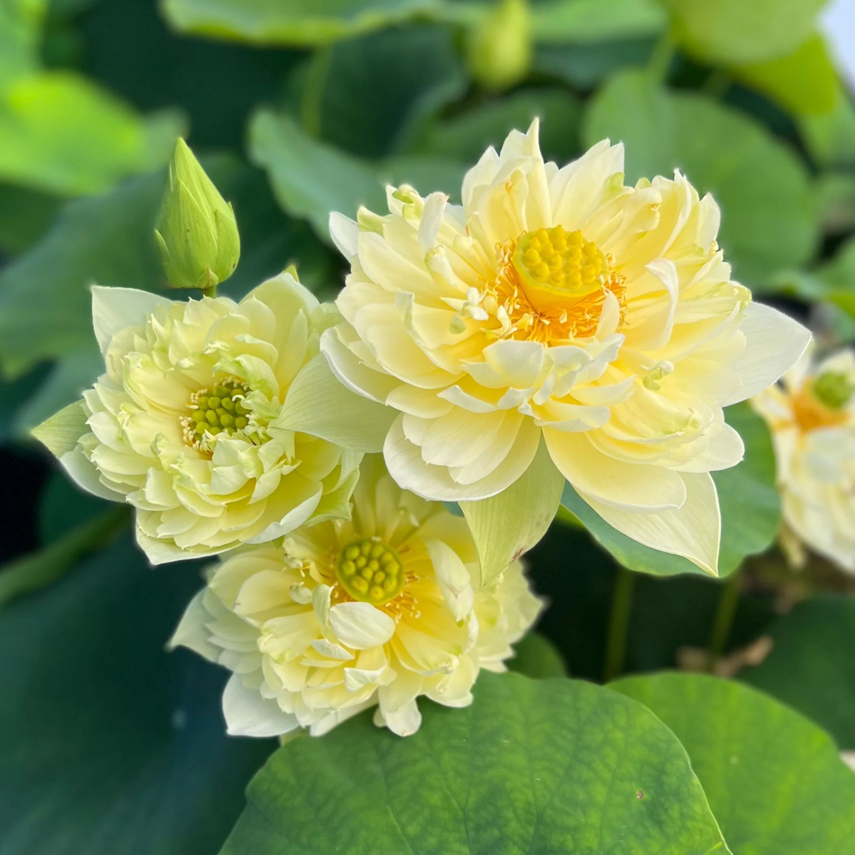 DZ Yellow Peony Lotus Tuber - view 3