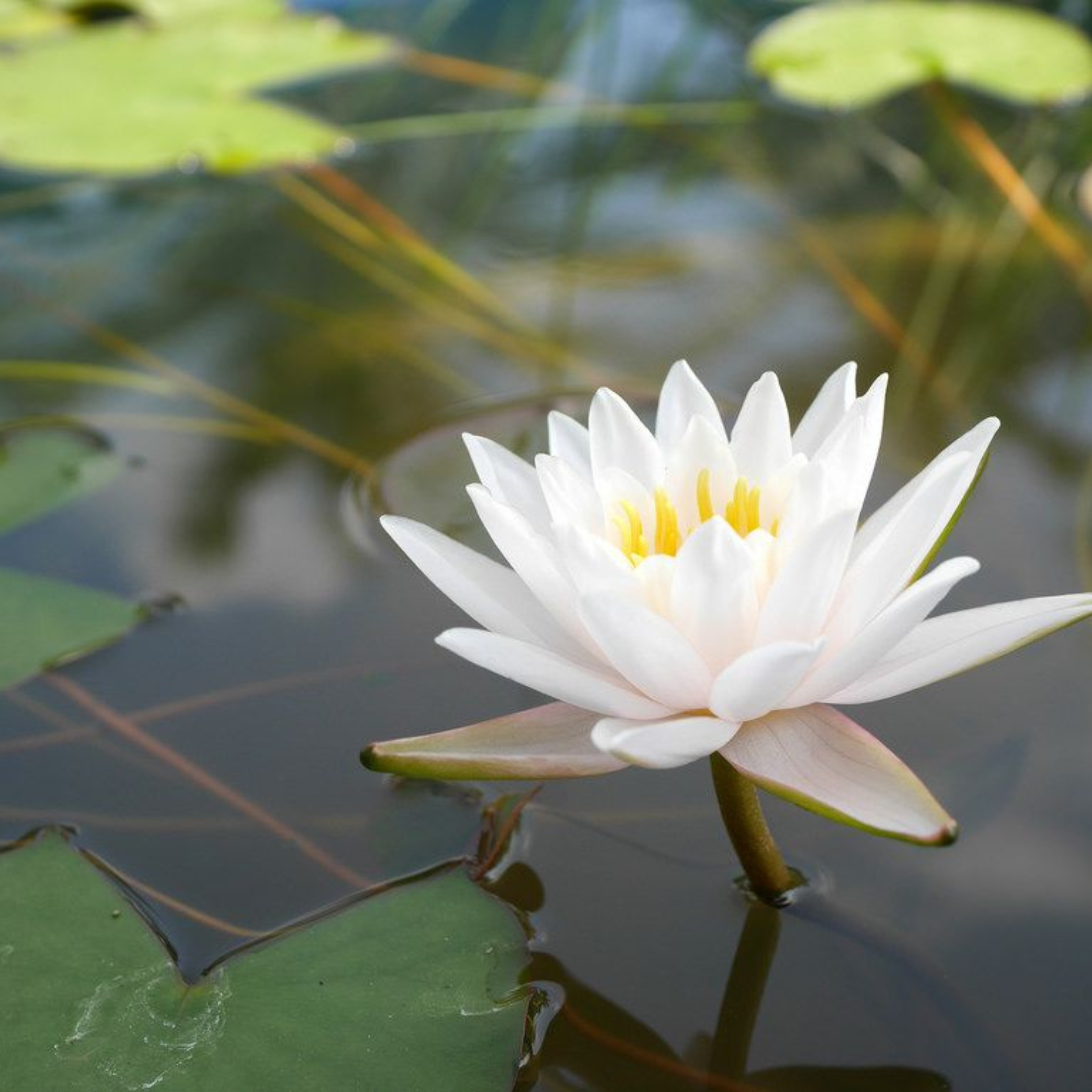 DZ Walter Pagels Water Lily