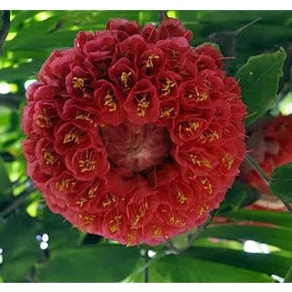MR Rose of Venezuela Layered Live Flowering Plant (Brownea) - view 5