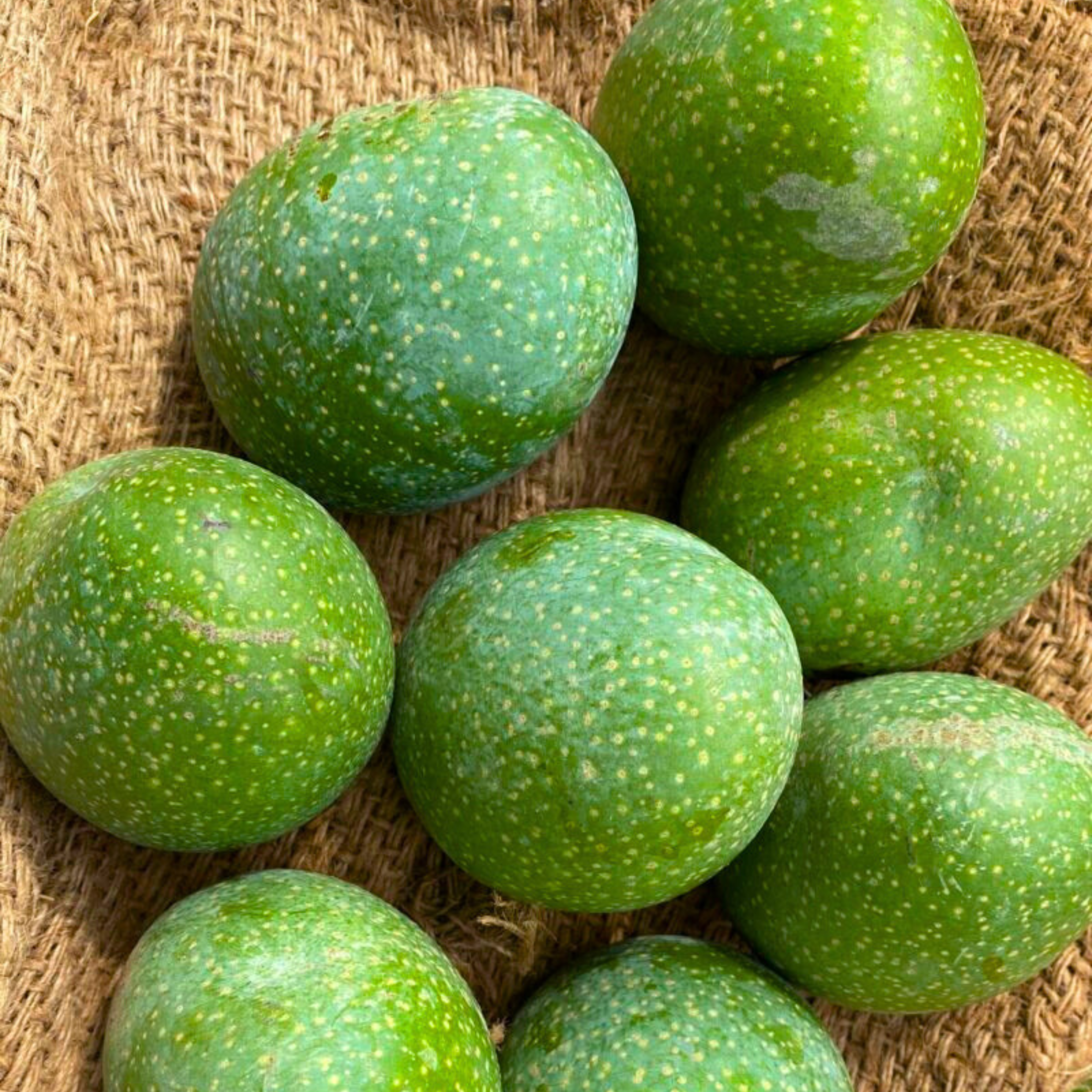 VL Perfume Honey Mango Grafted Live Plant