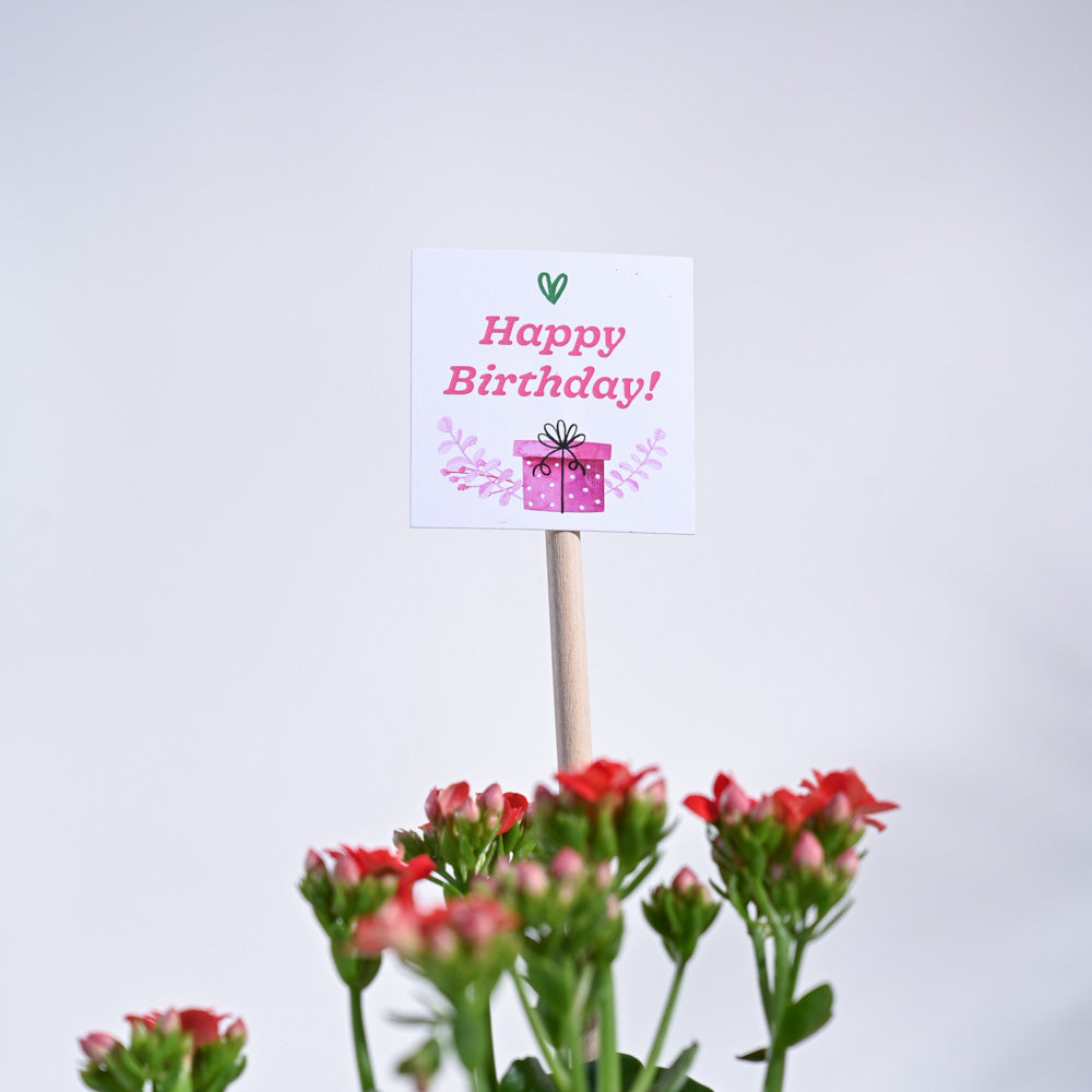 Ugaoo Kalanchoe - Red Birthday Gift Hamper - view 5