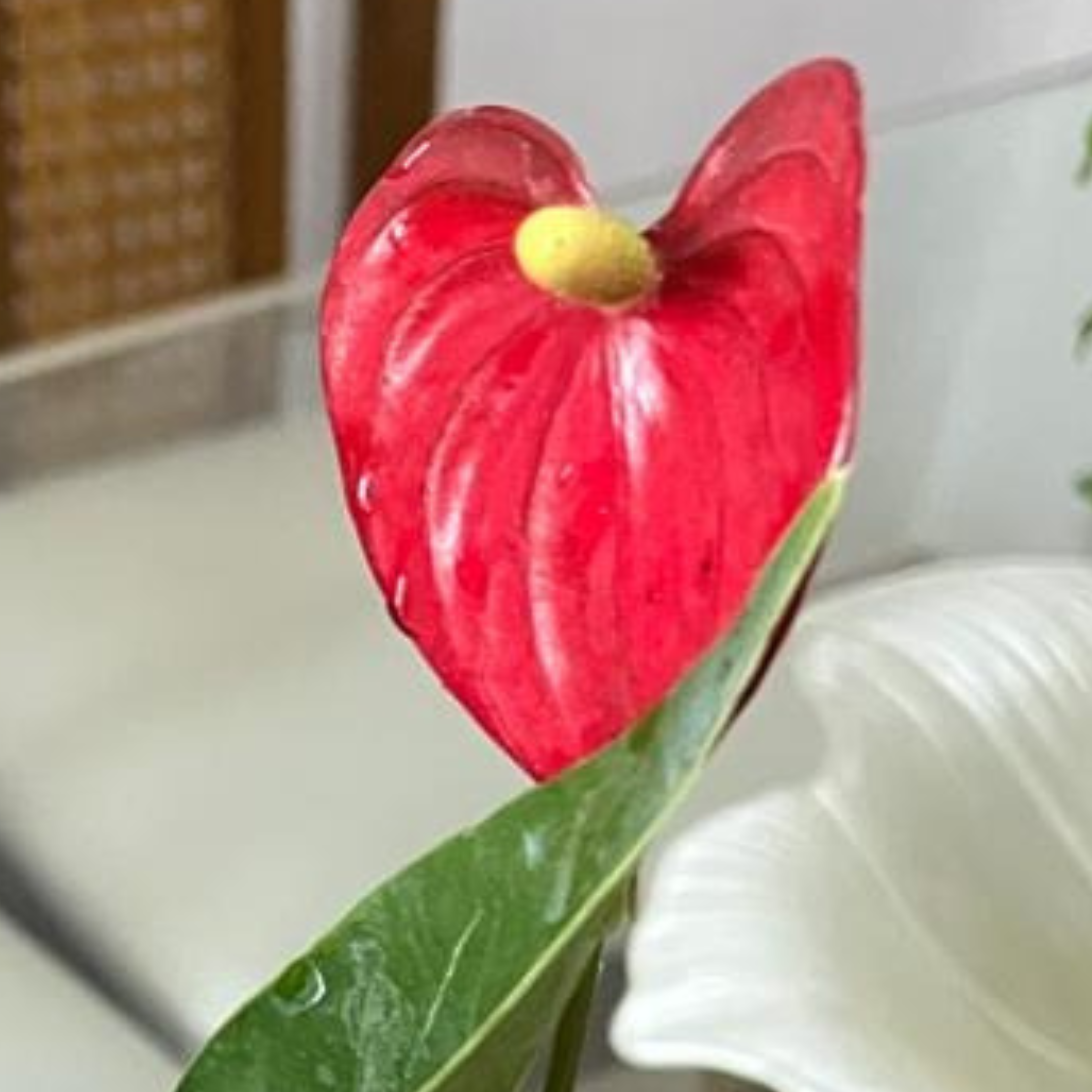 DZ Dwarf Anthurium Madhural Red Orange Indoor/Outdoor Live Plant